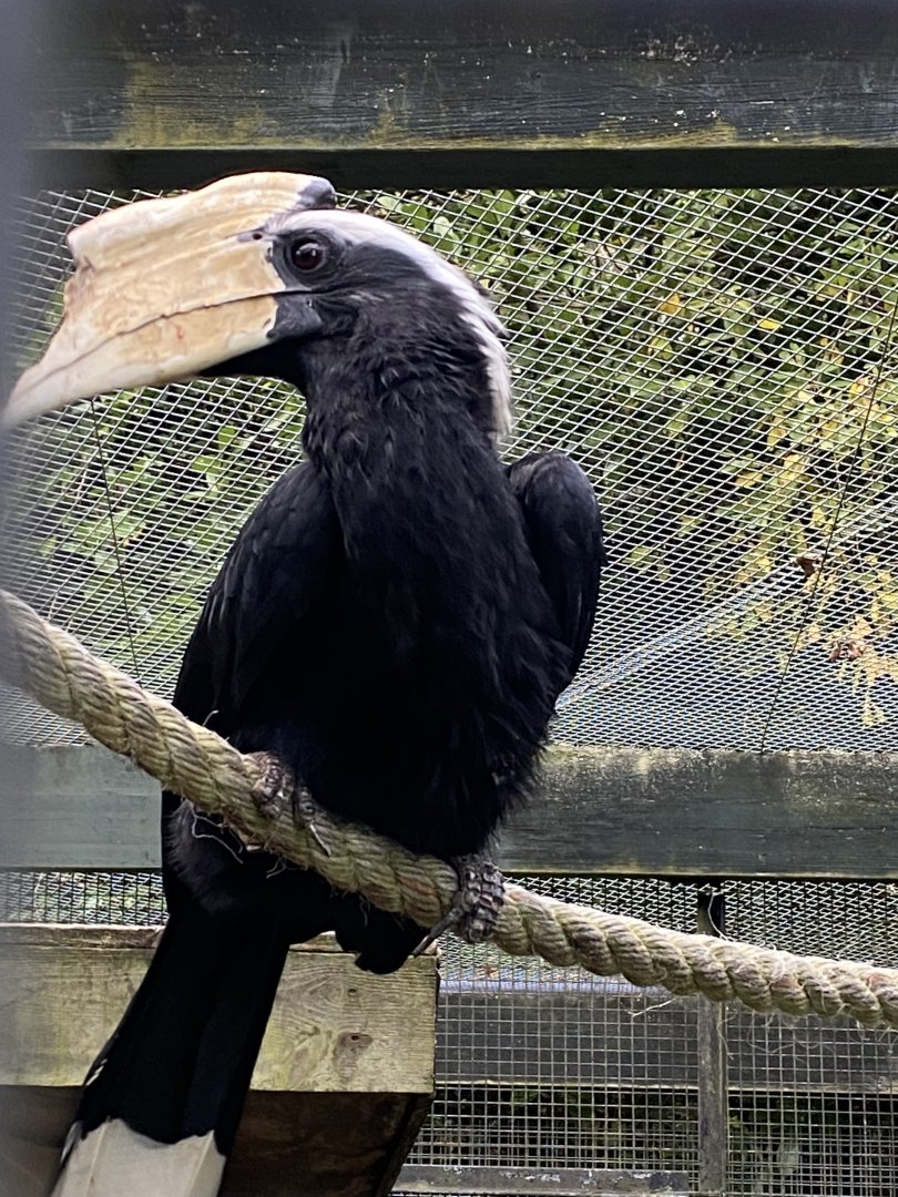 Black hornbill 061121