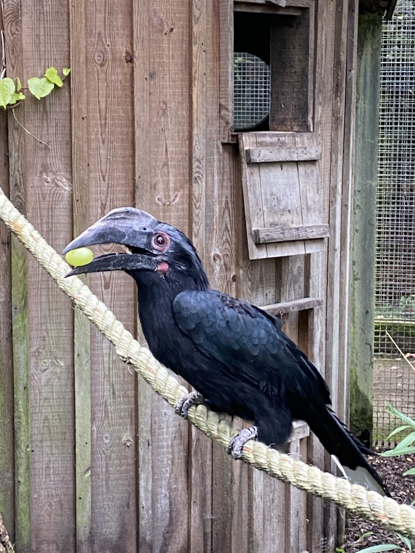 Black hornbill 061121