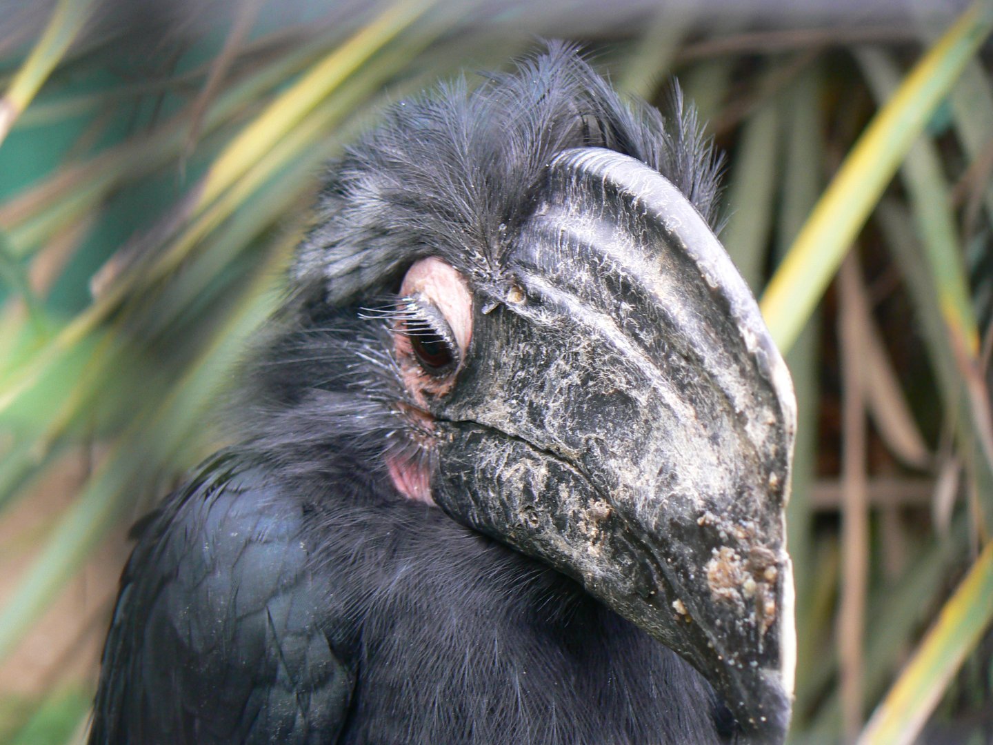 Black Hornbill - 29 July 2018