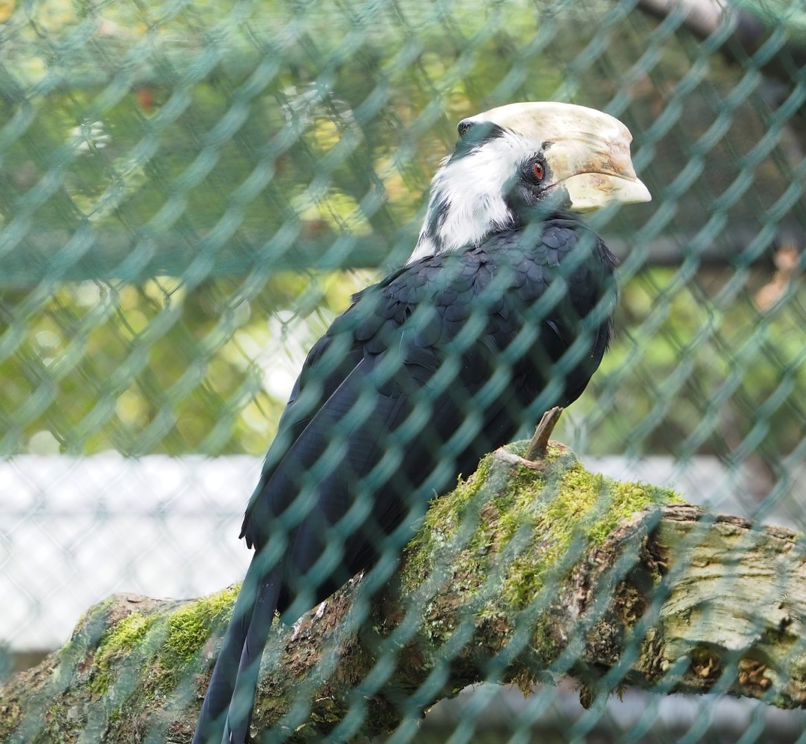 Black hornbill (Anthracoceros malayanus), 2023-10-07