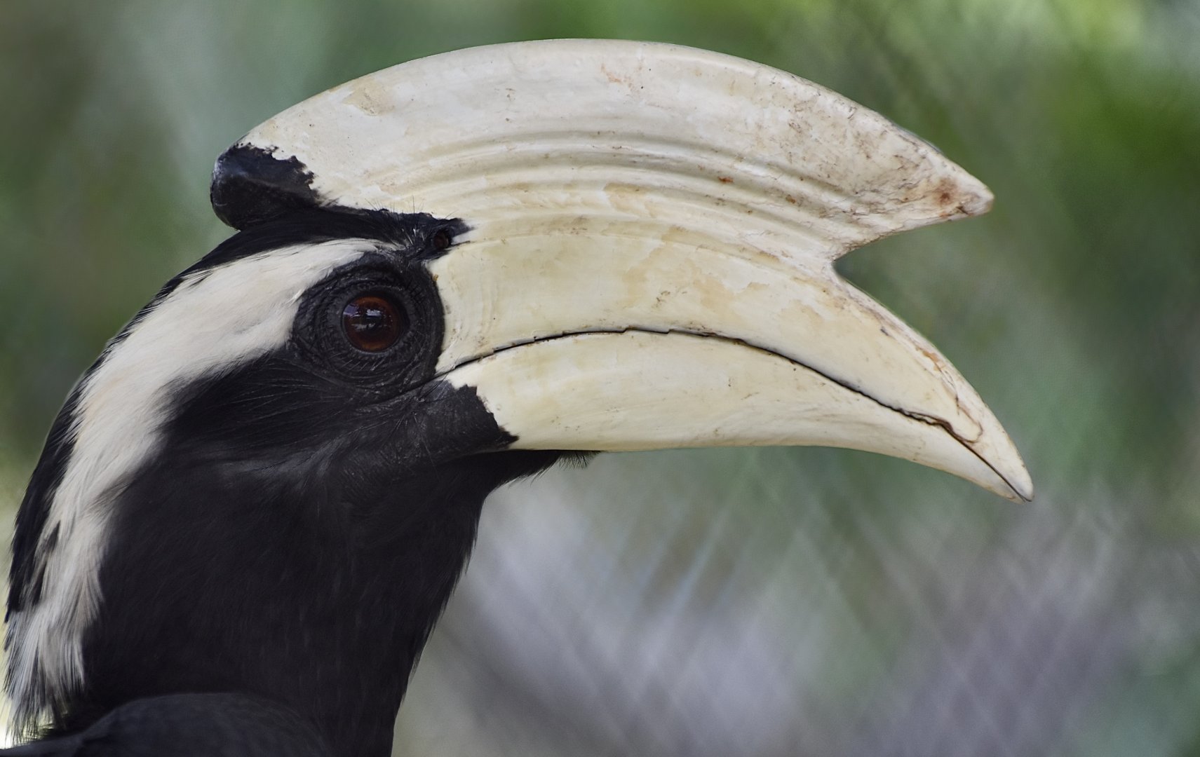 Black Hornbill (Anthracoceros malayanus) male
