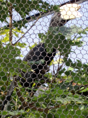 Black Hornbill (Anthracoceros malayanus)