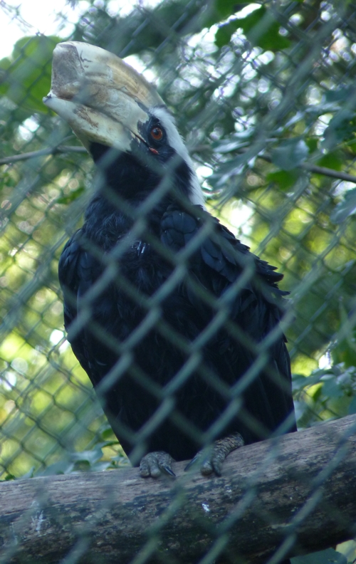 Black hornbill (Anthracoceros malayanus)