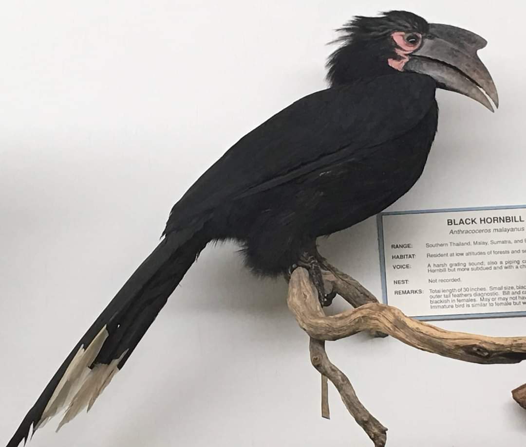 Black hornbill (Anthracoceros malayanus)