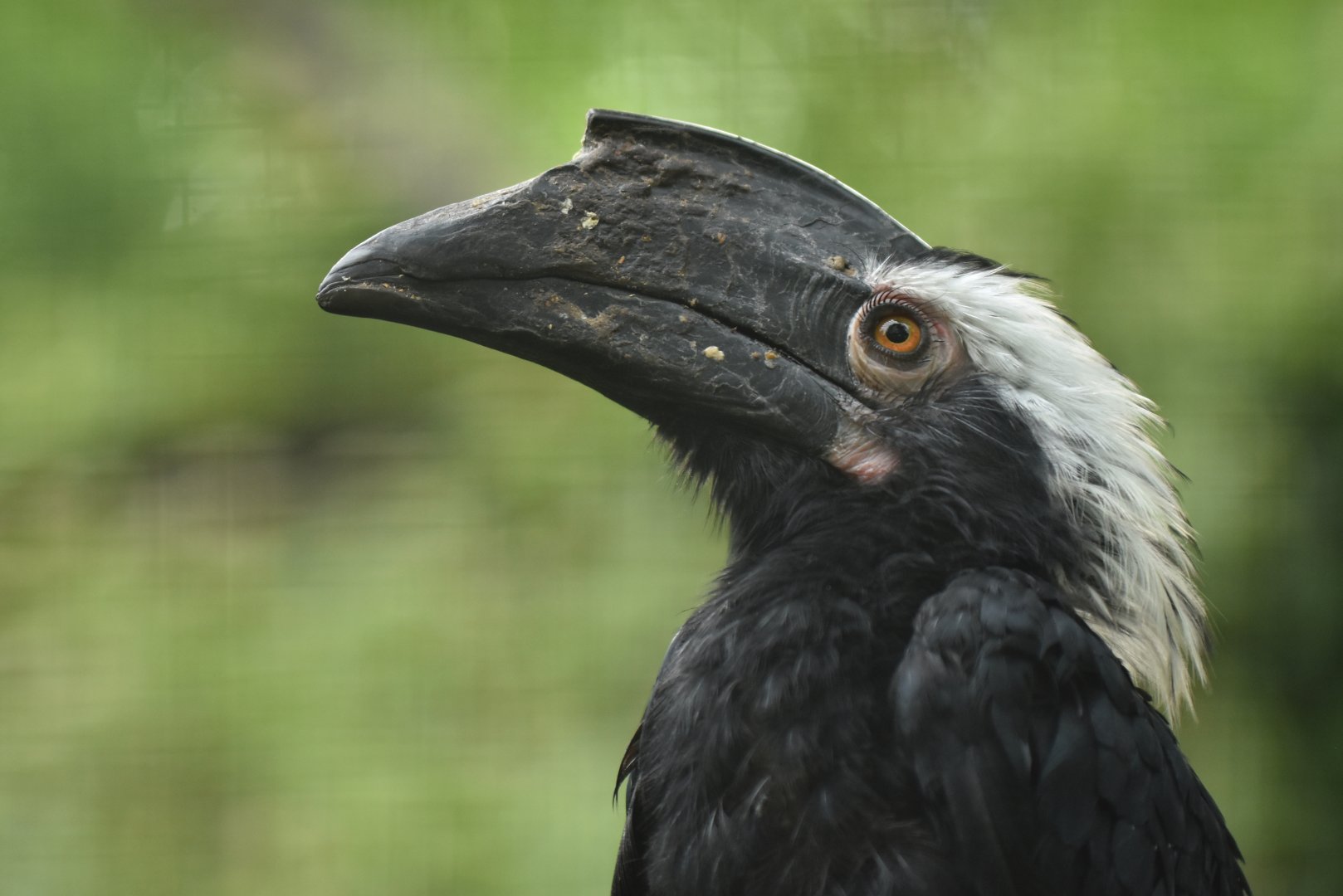 Black hornbill (Anthracoceros malayanus)