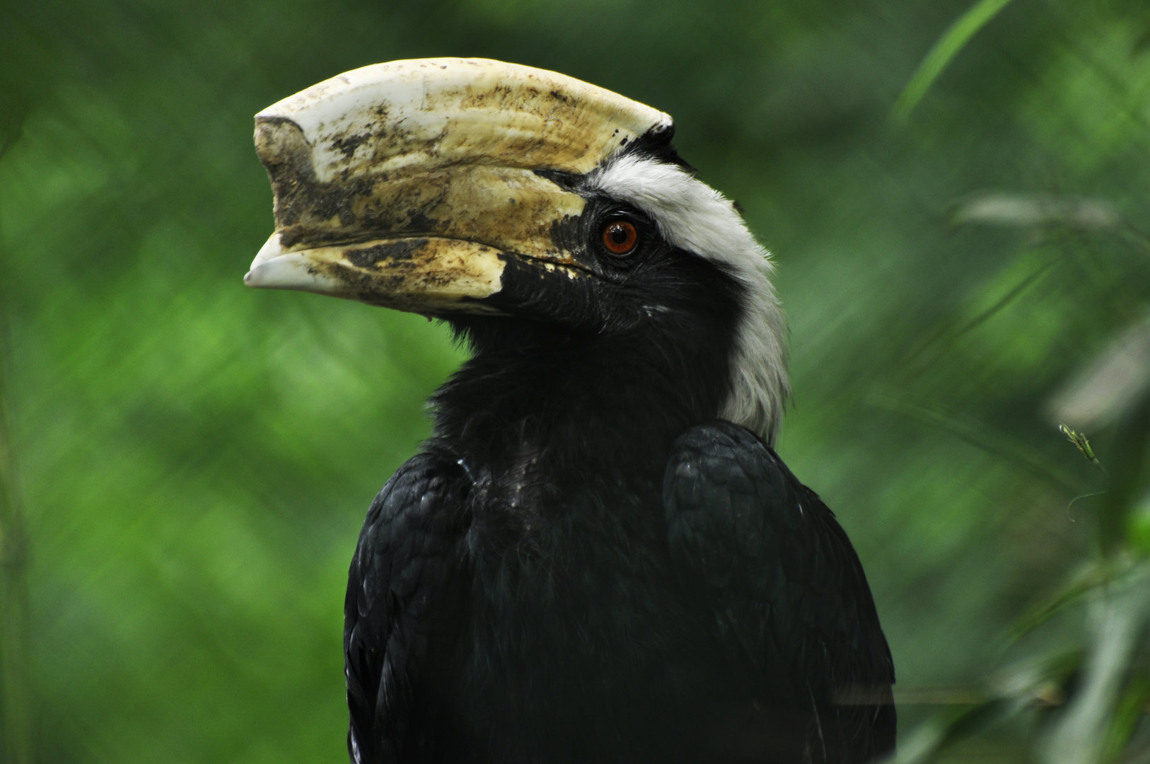 Black Hornbill Anthracoceros malayanus