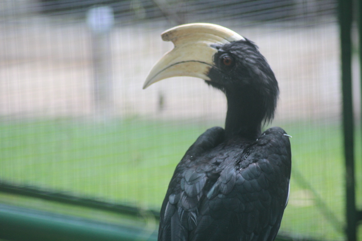 Black hornbill (Anthracoceros malayanus)