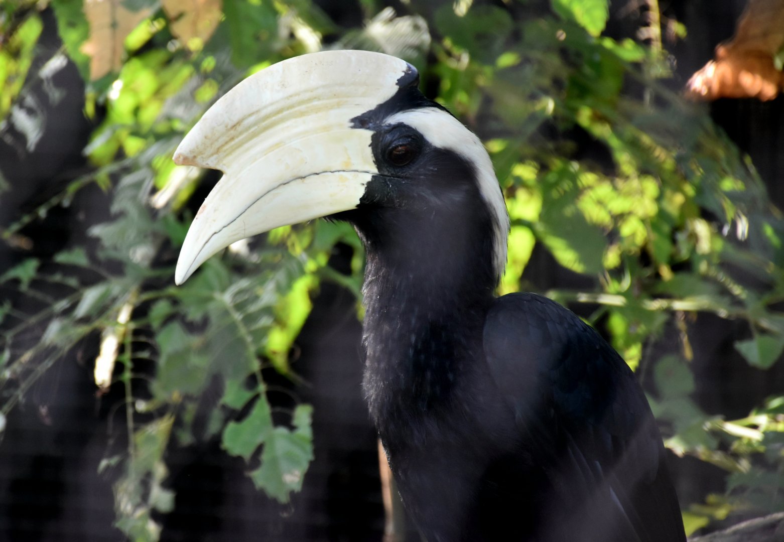 Black Hornbill (Anthracoceros malayanus)
