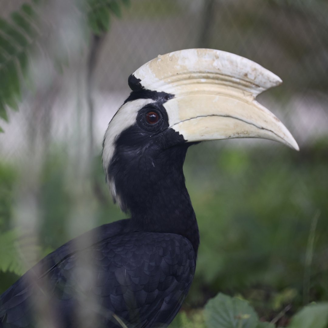 Black Hornbill (Anthracoceros malayanus)