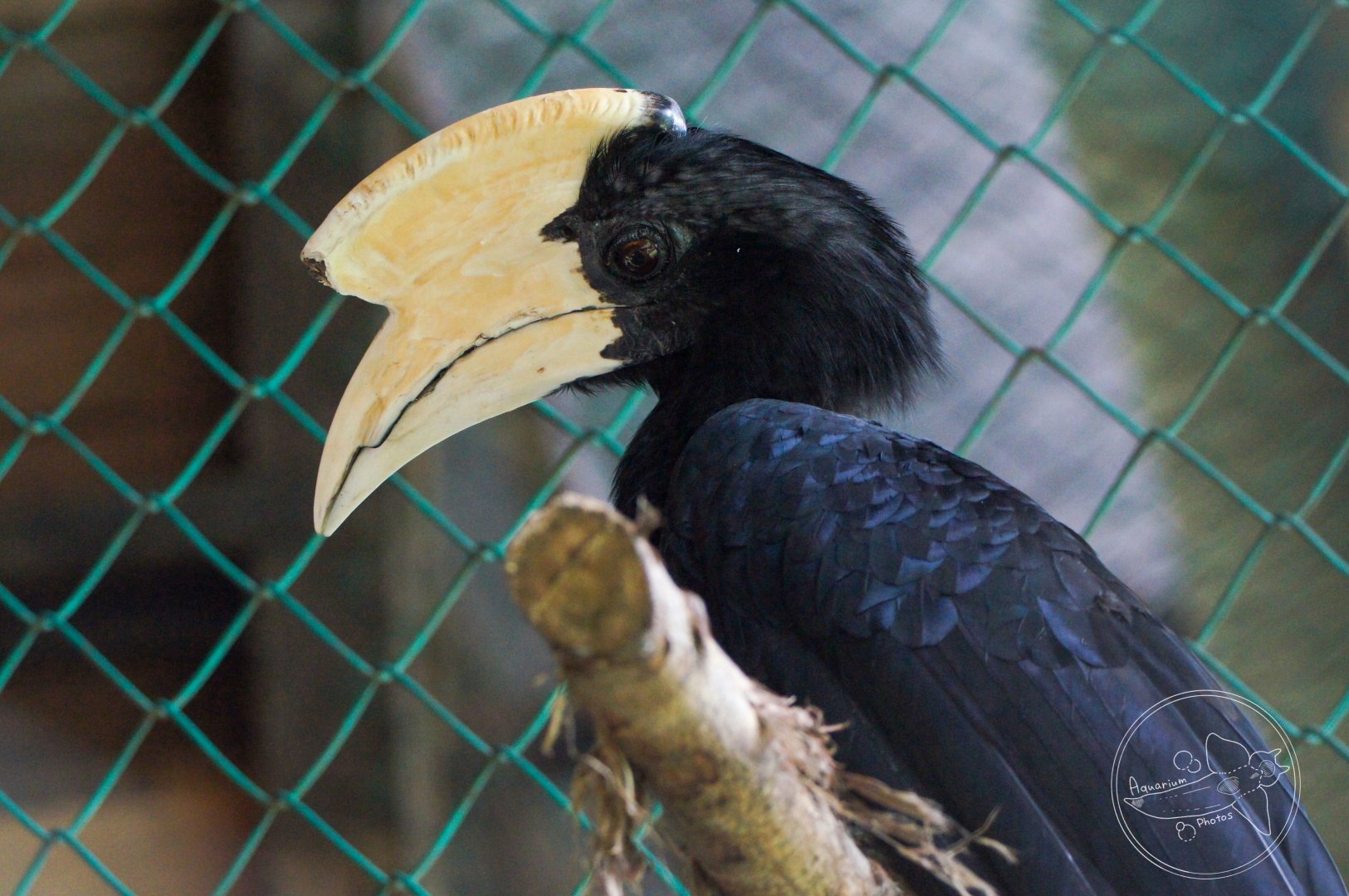 Black Hornbill (Anthracoceros malayanus)