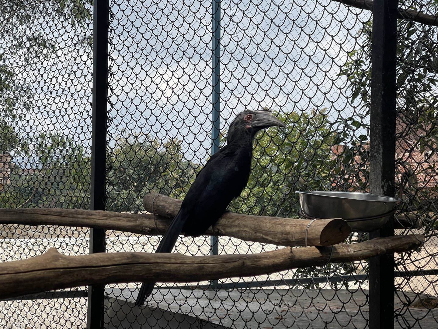 black hornbill (anthracoceros malayanus)