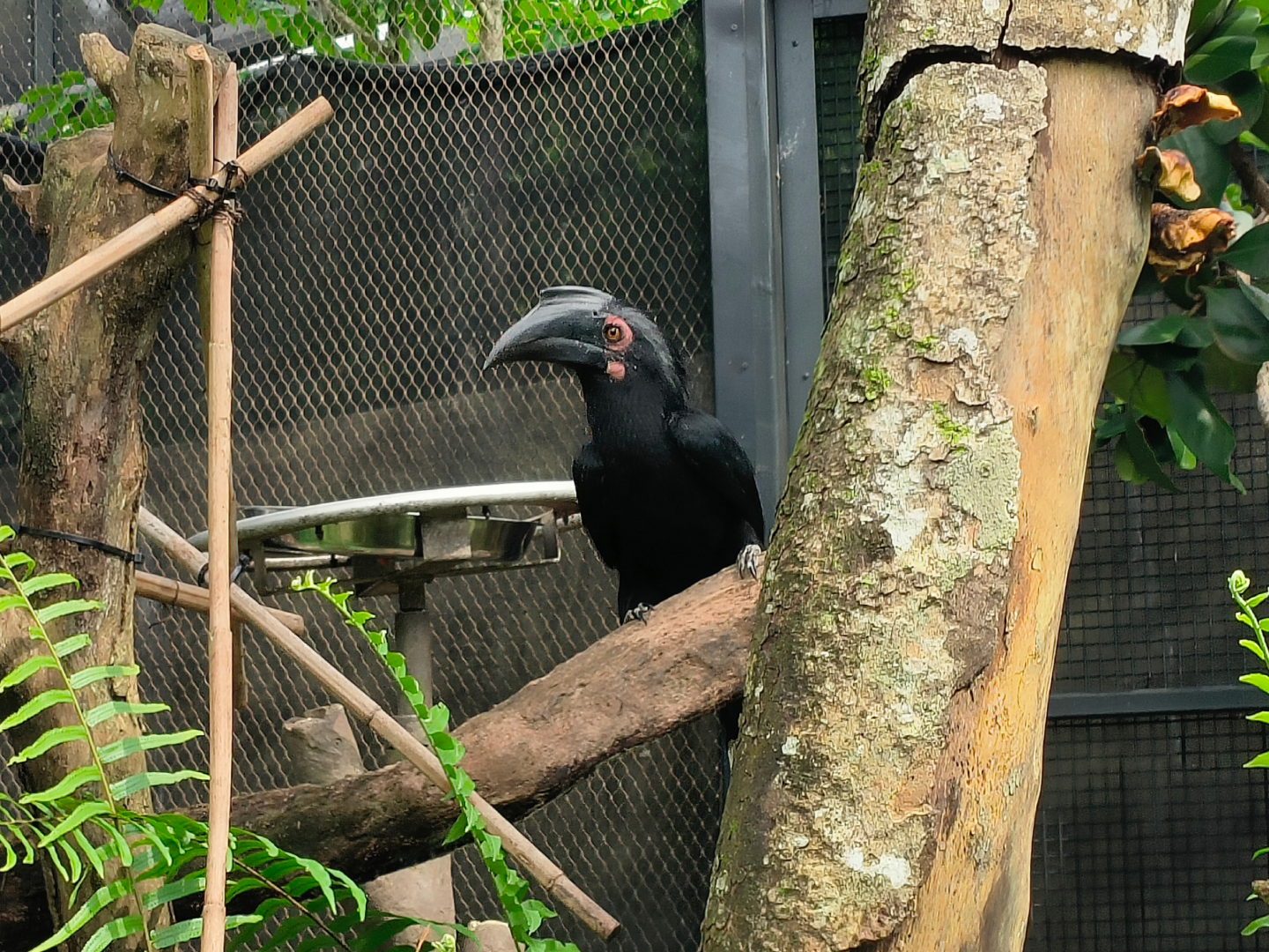 Black Hornbill (Anthracoceros malayanus)