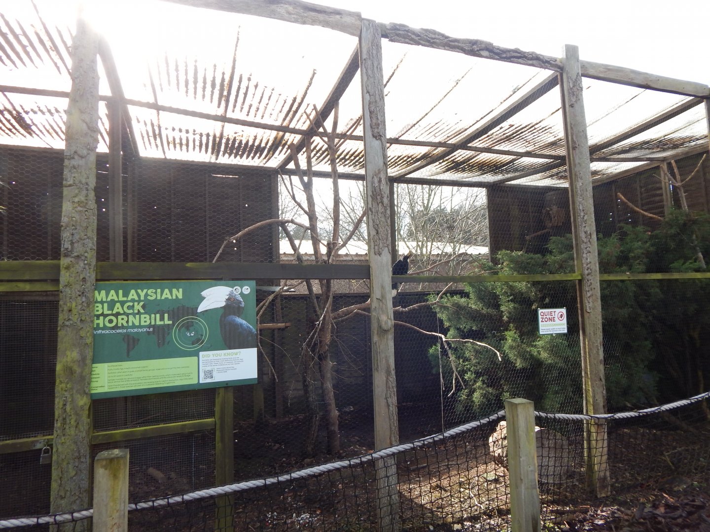 Black hornbill aviary 040324