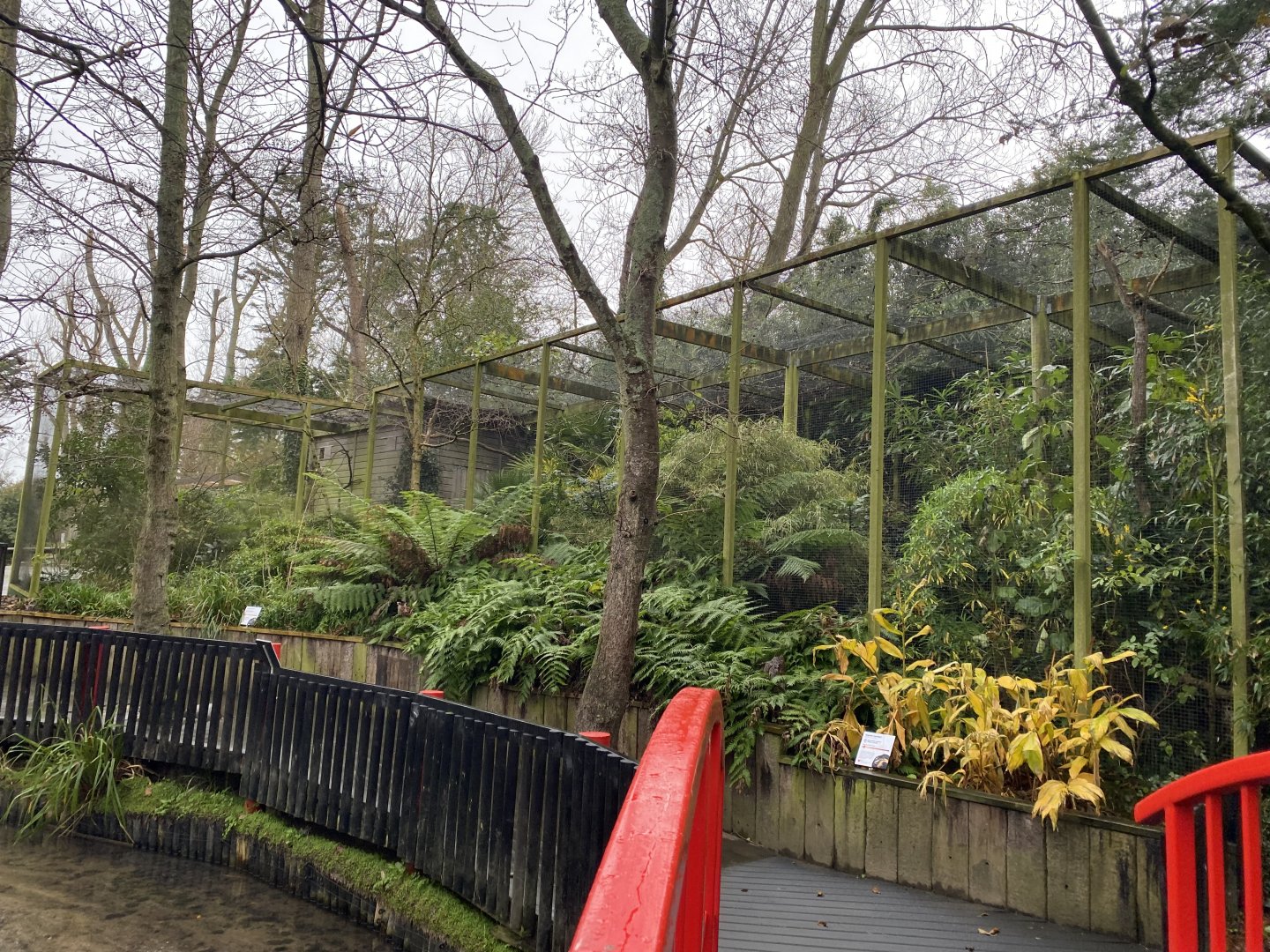 Black hornbill aviary 111221