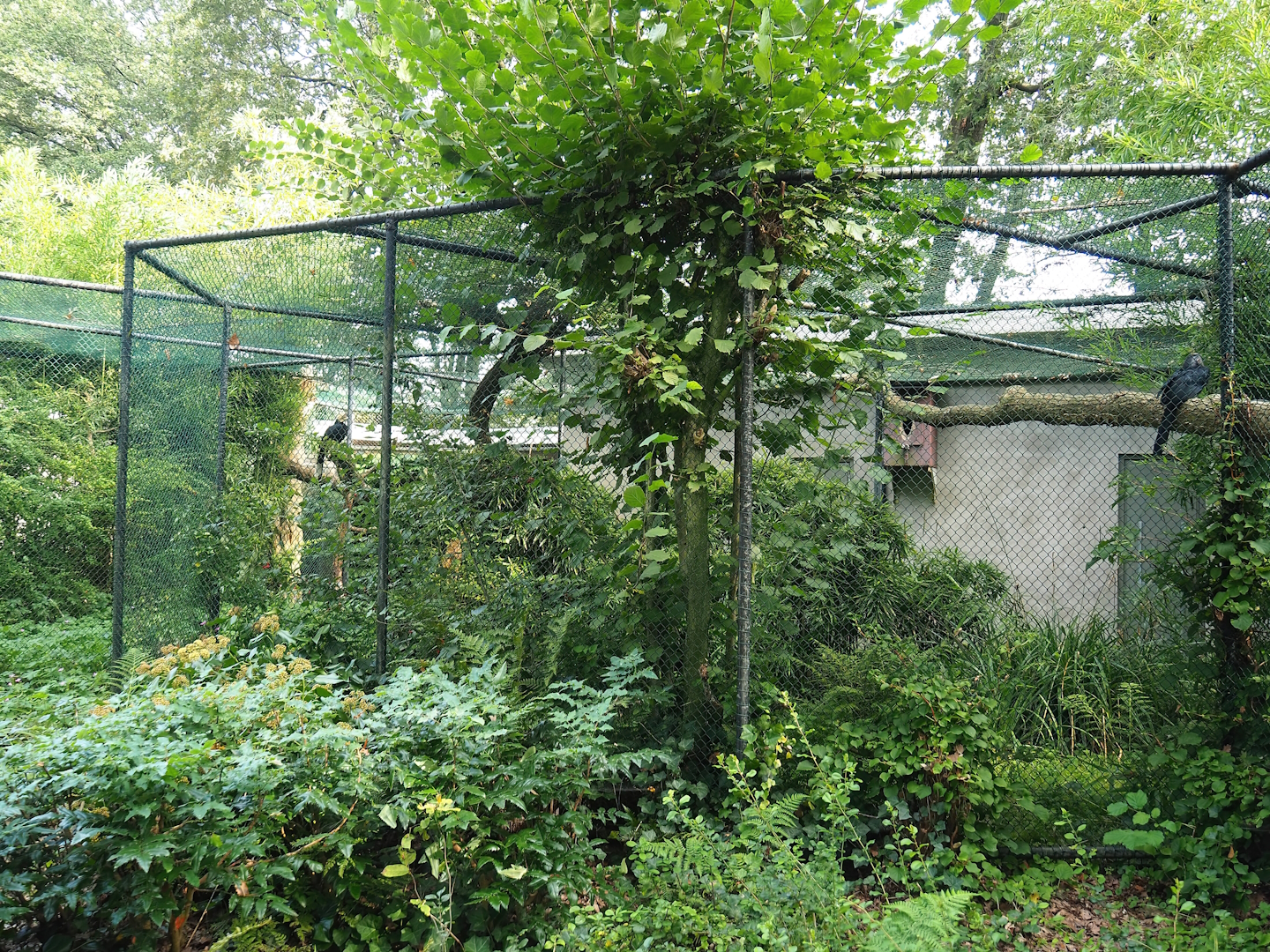 Black hornbill aviary, 2023-10-07