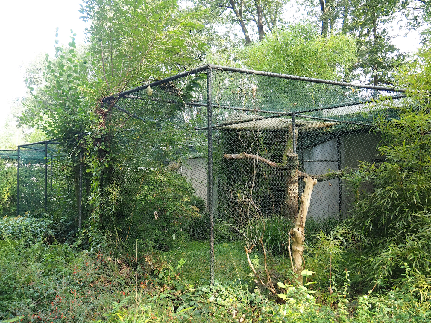 Black hornbill aviary, 2023-10-07