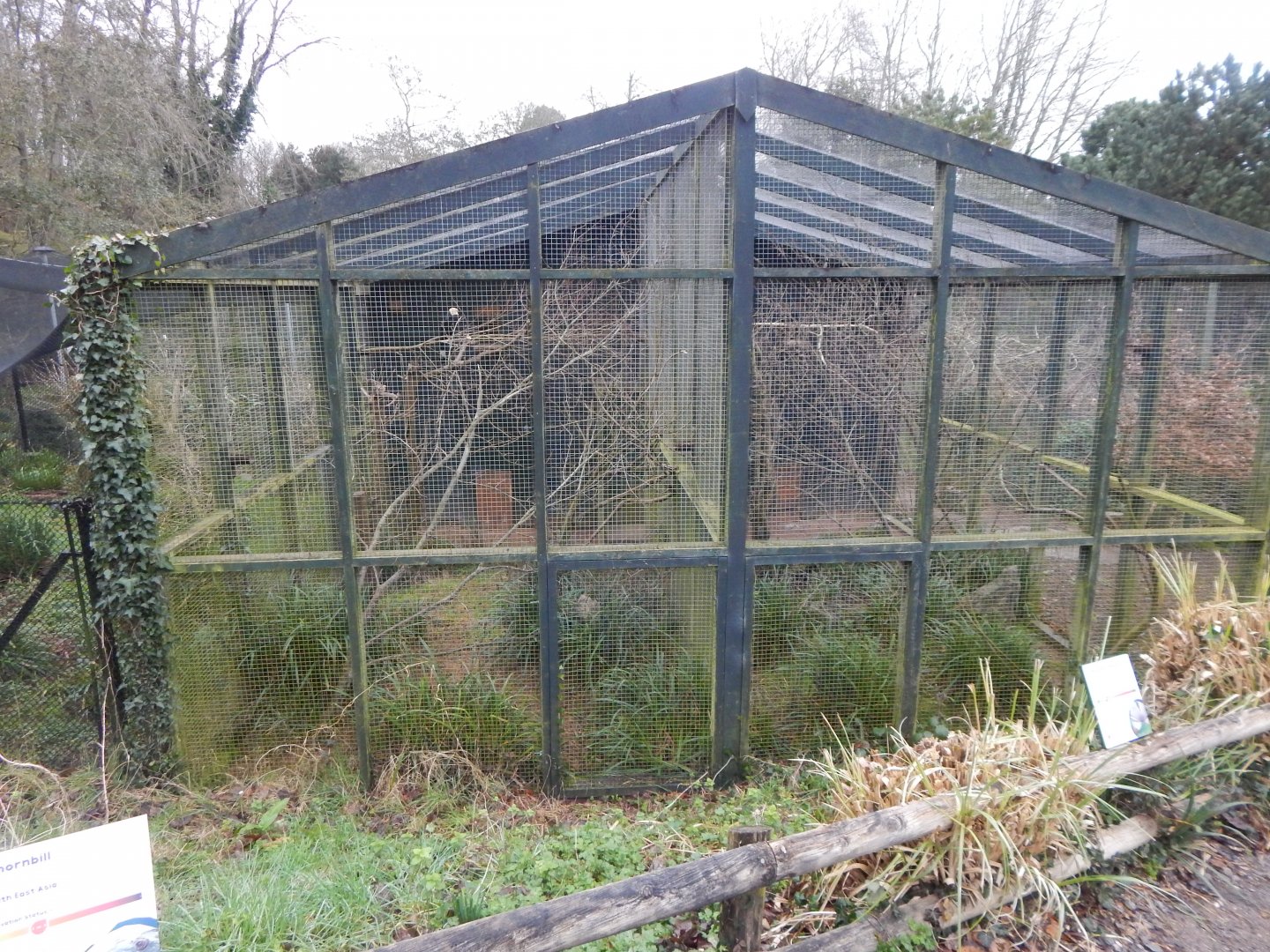Black hornbill aviary and Malaysian great argus aviary 050224