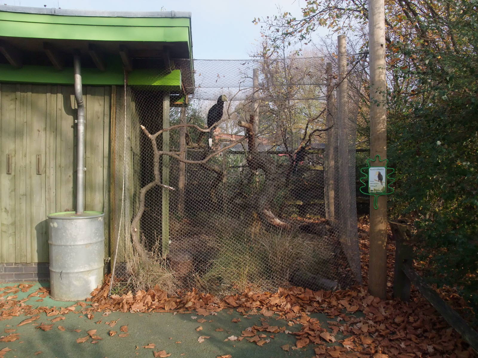 Black Hornbill Aviary at London, 16/11/11