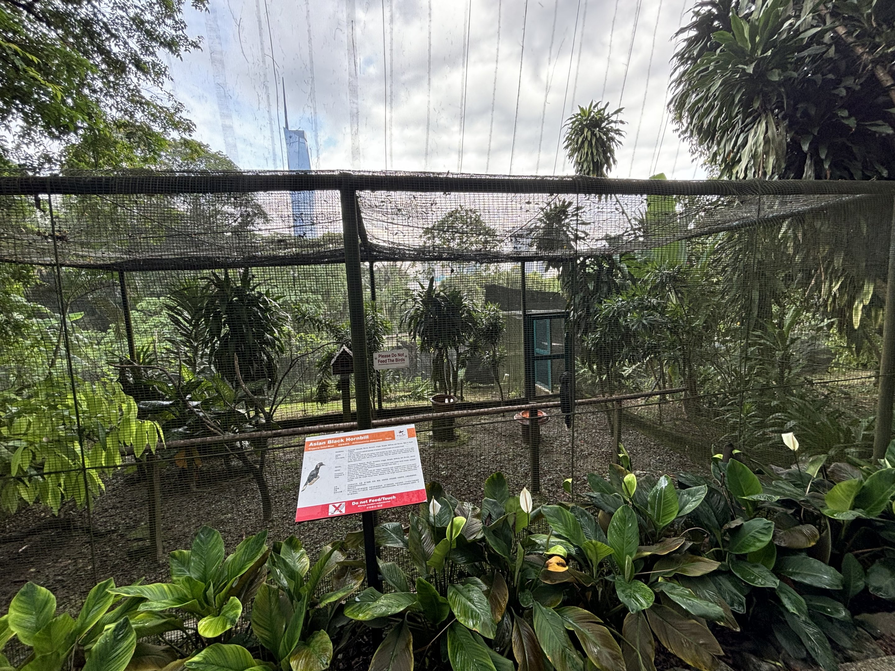 Black Hornbill Aviary