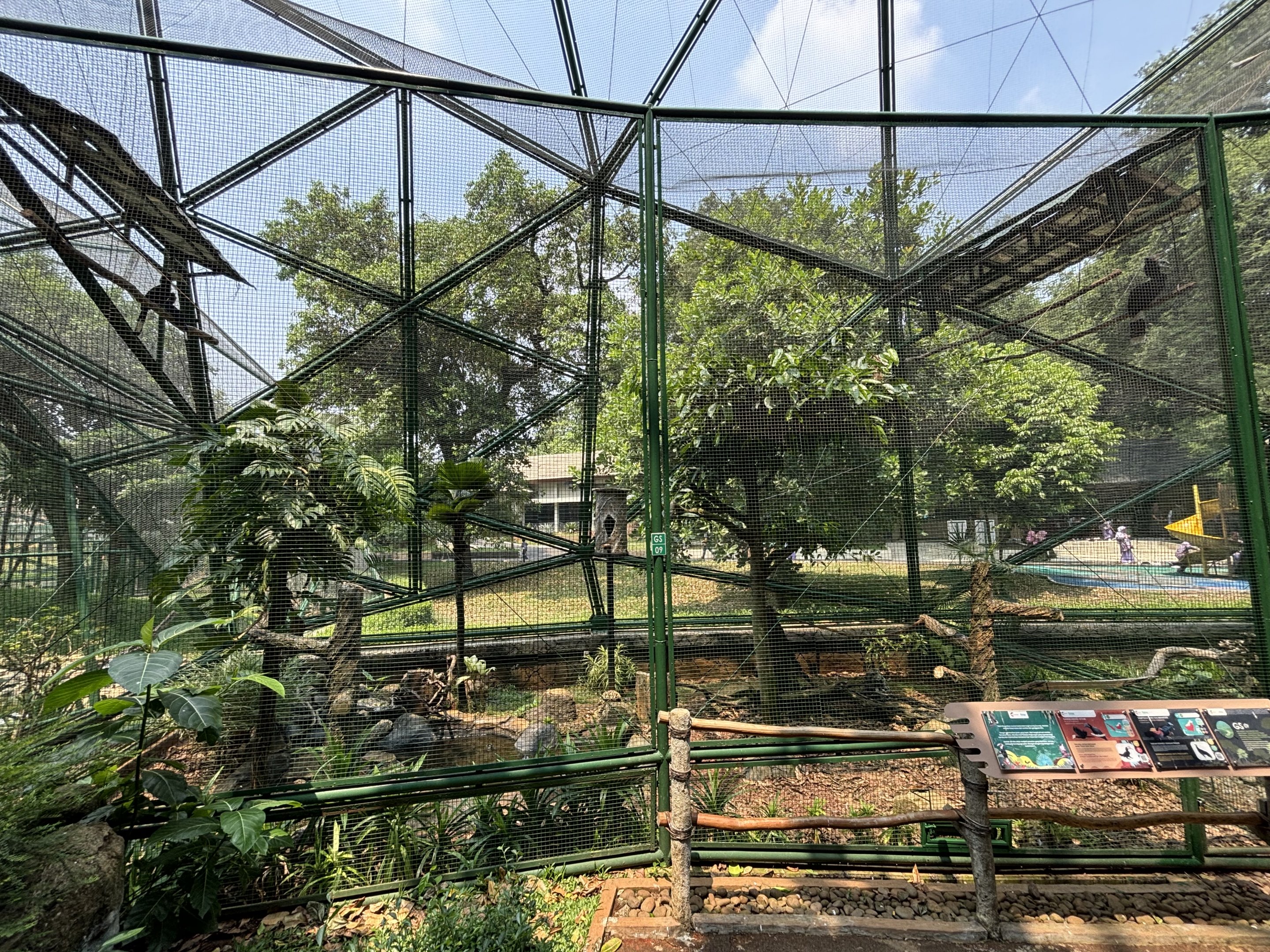 Black Hornbill/Bornean Crested Fireback Aviary