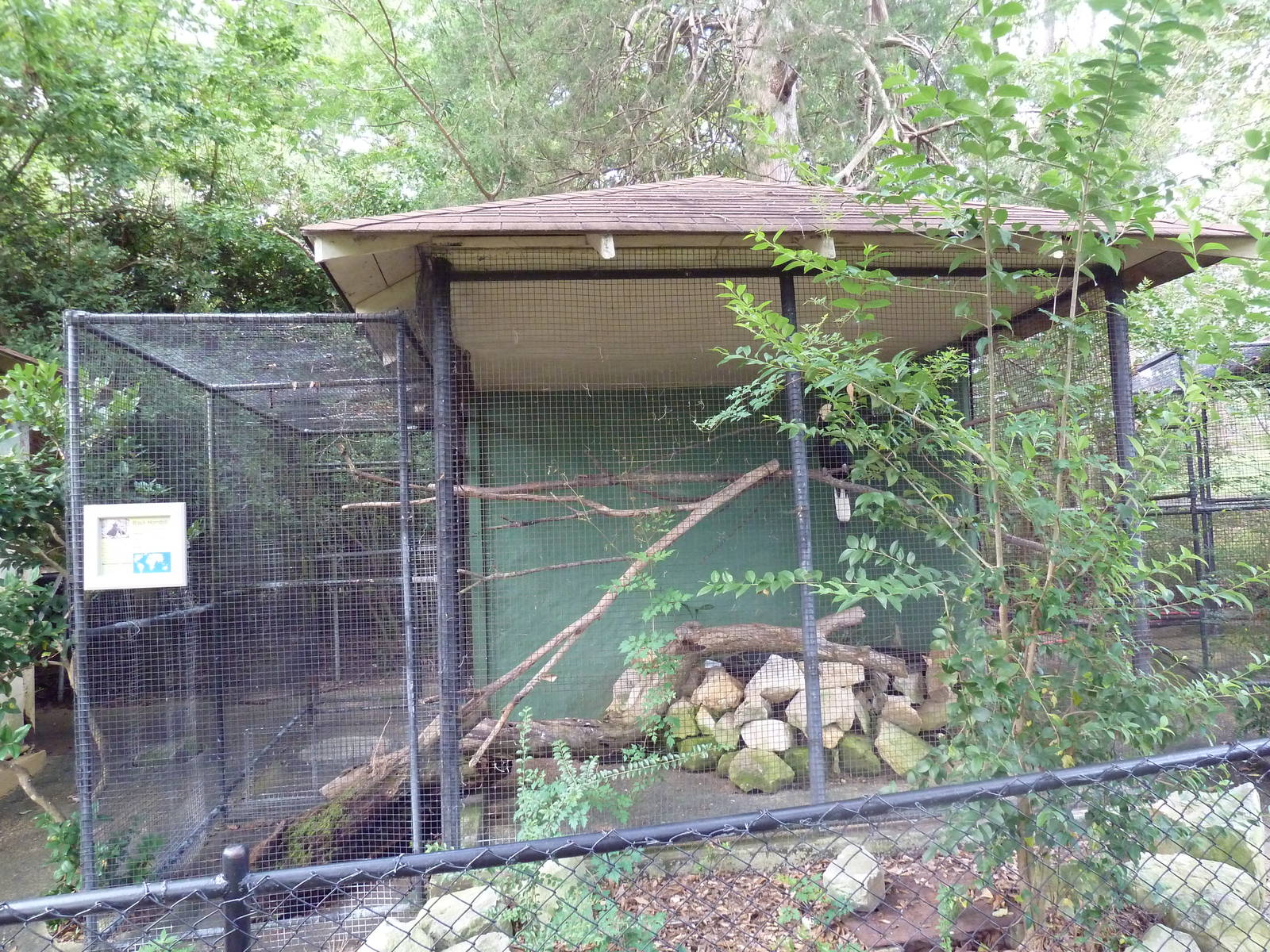 Black Hornbill Exhibit
