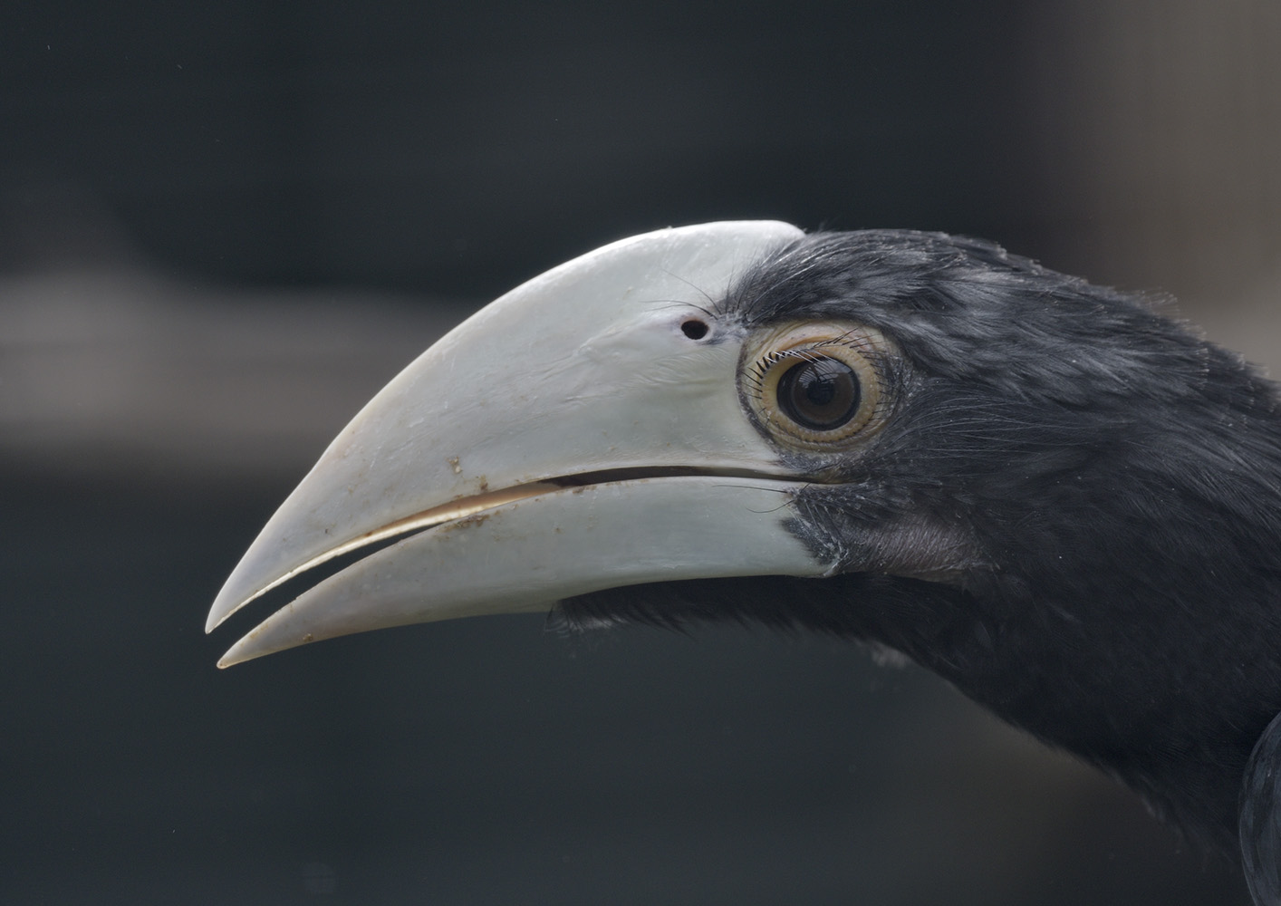 Black hornbill fledgling