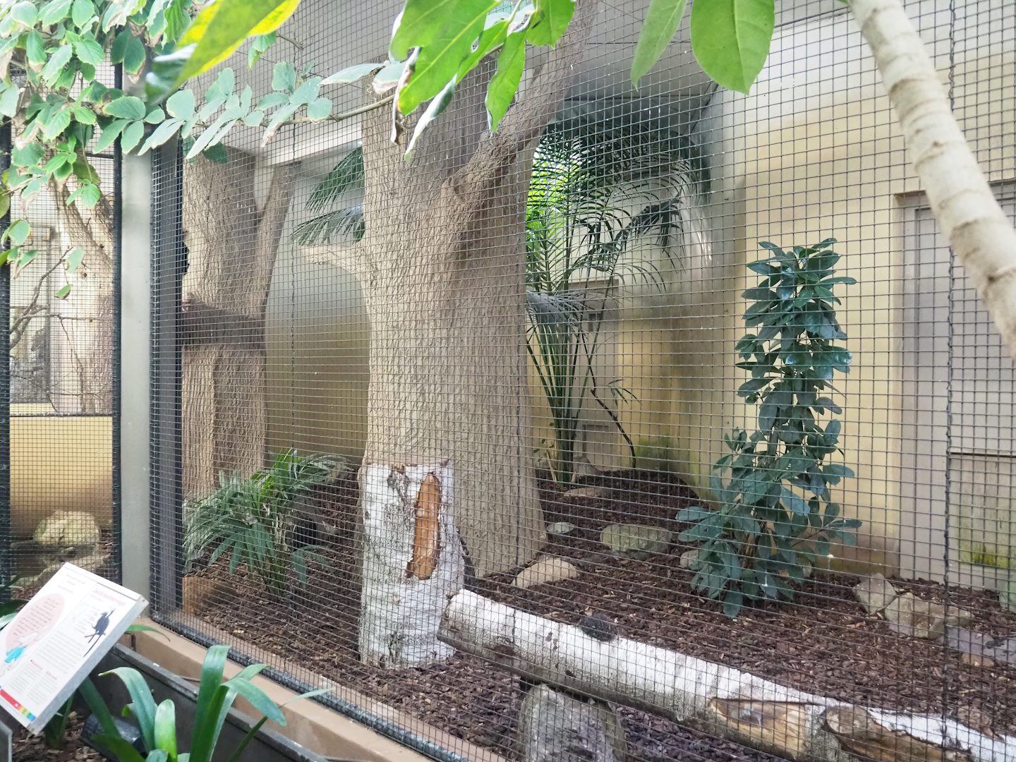 Black hornbill indoor aviary, 2023-10-07