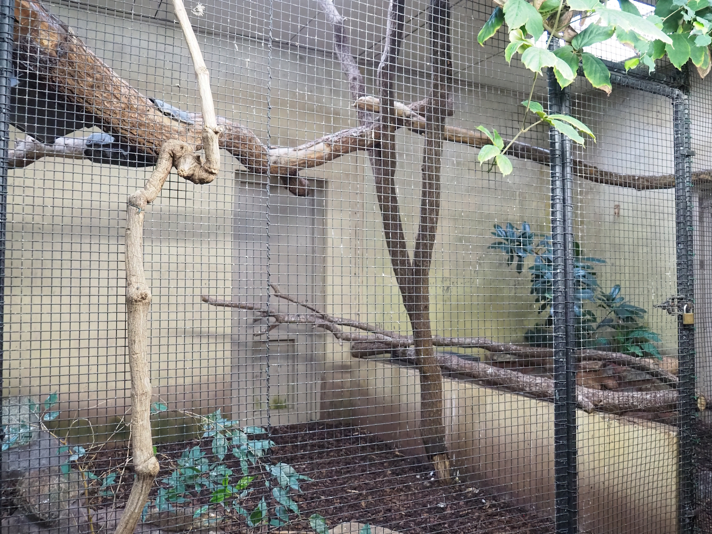 Black hornbill indoor aviary, 2023-10-07