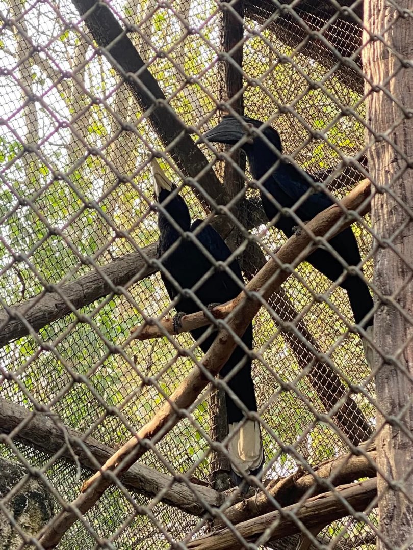 Black Hornbill Returns to Exhibit.