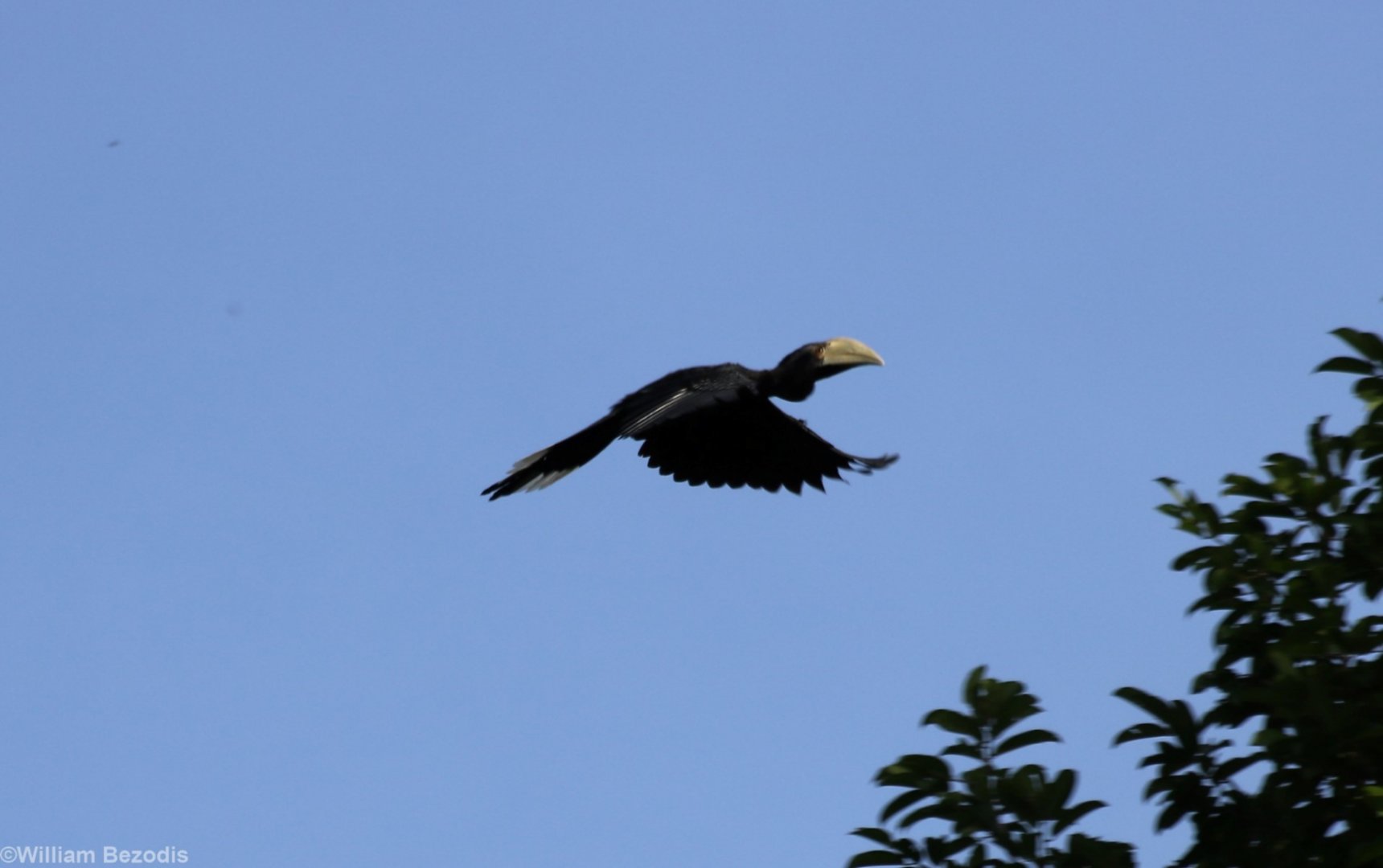 Black Hornbill - Sepilok