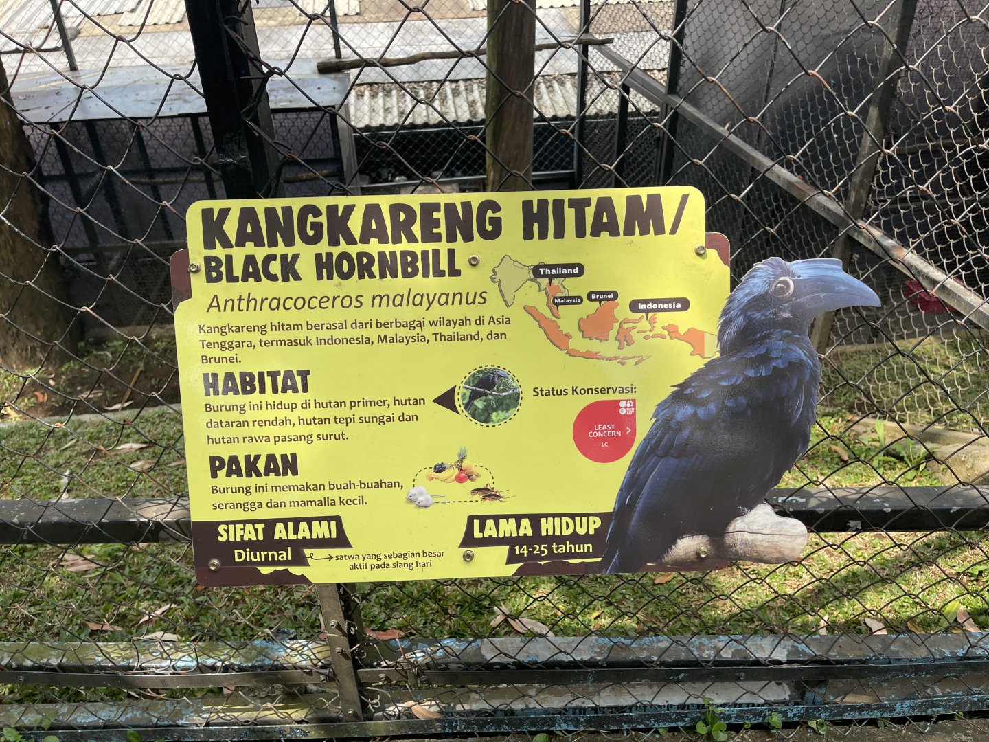black hornbill signage