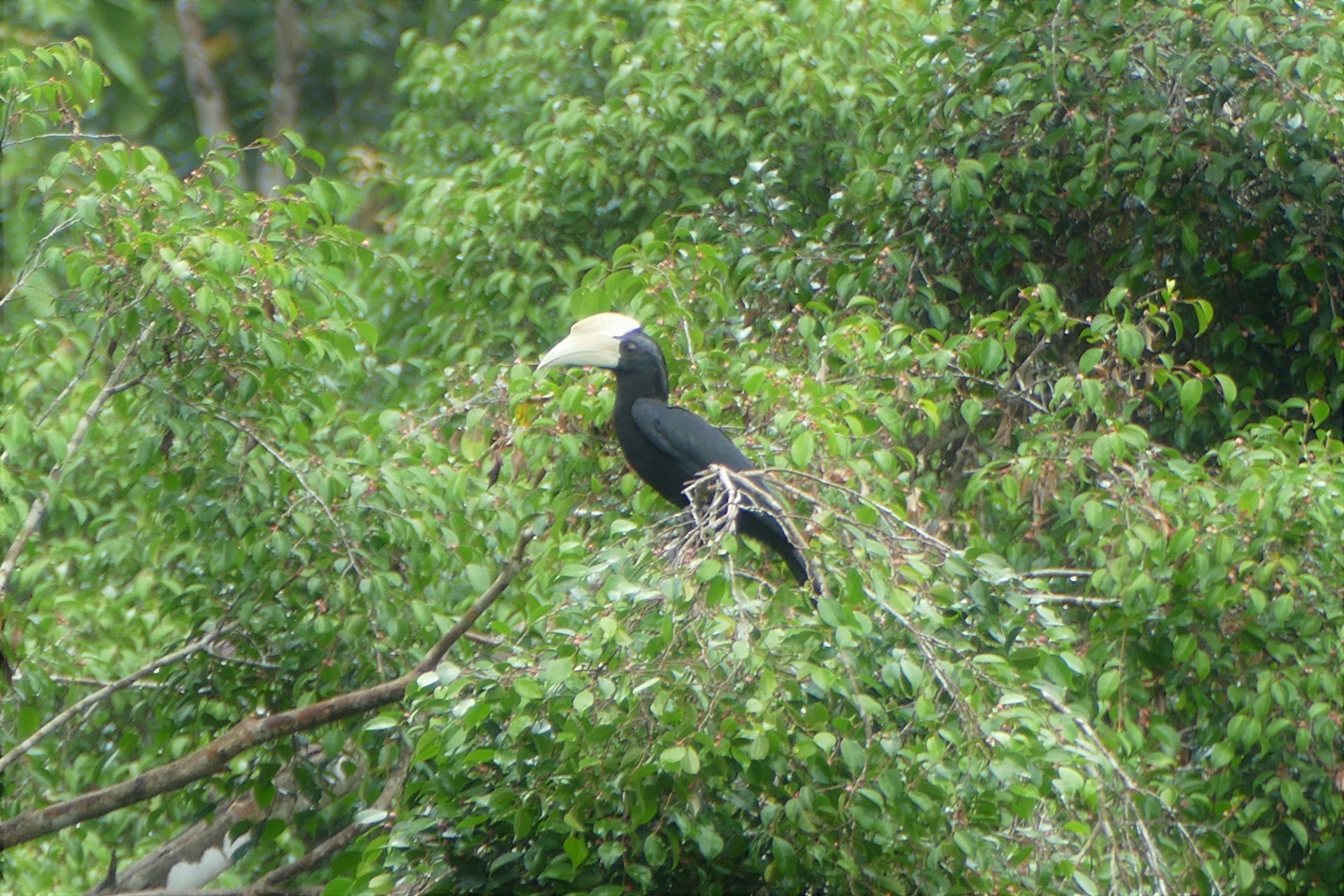 Black Hornbill - Taman Negara
