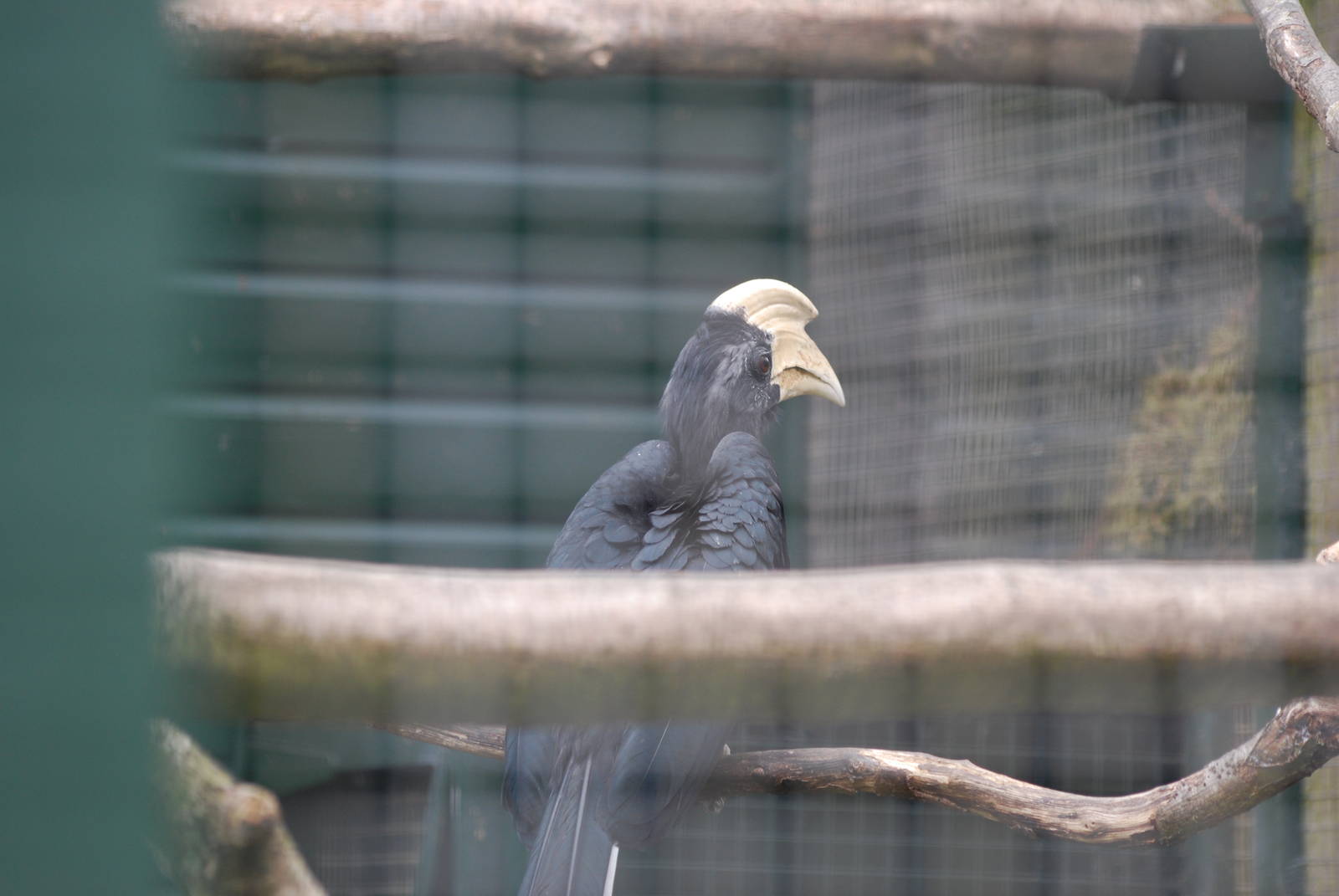 Black hornbill