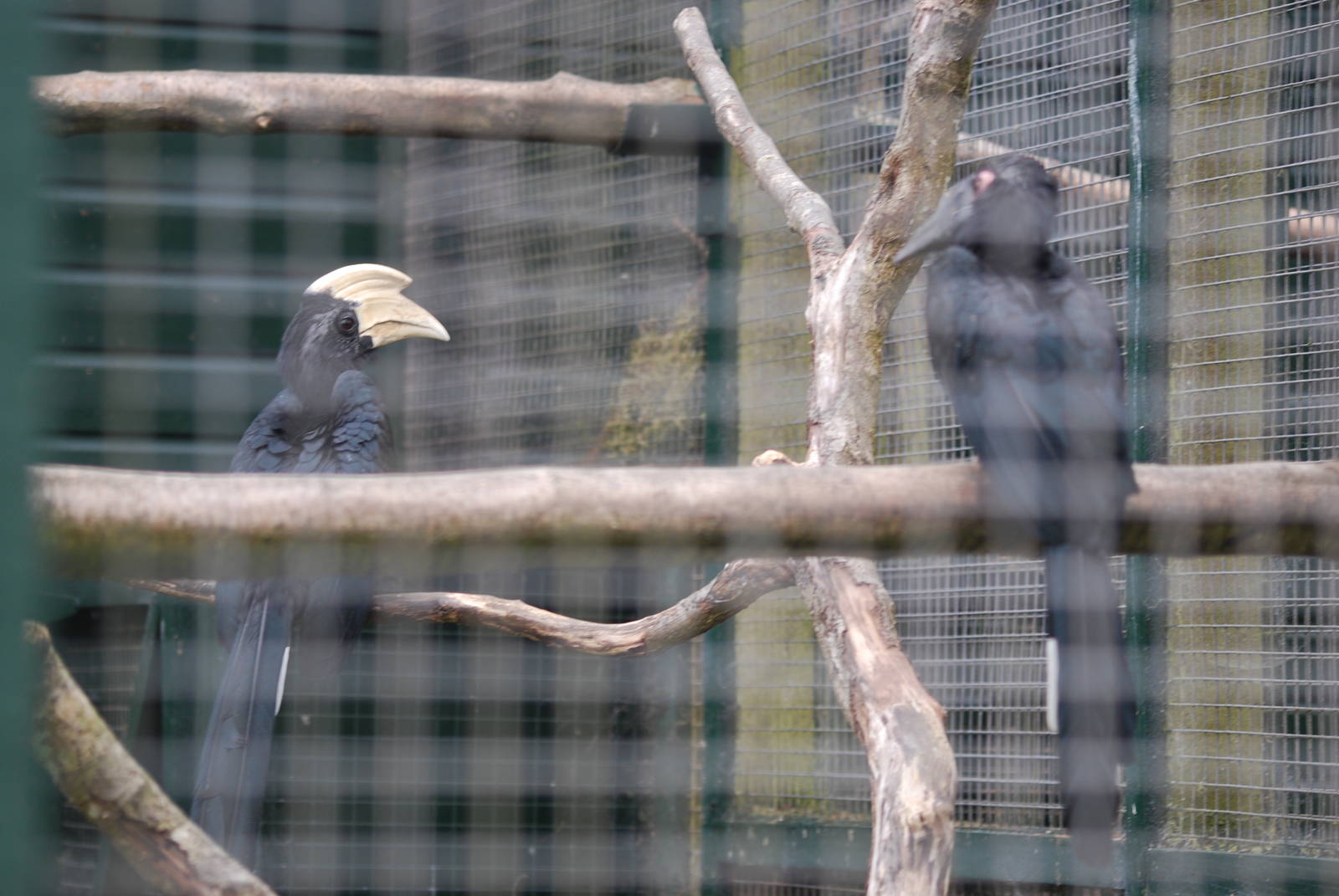 Black hornbill