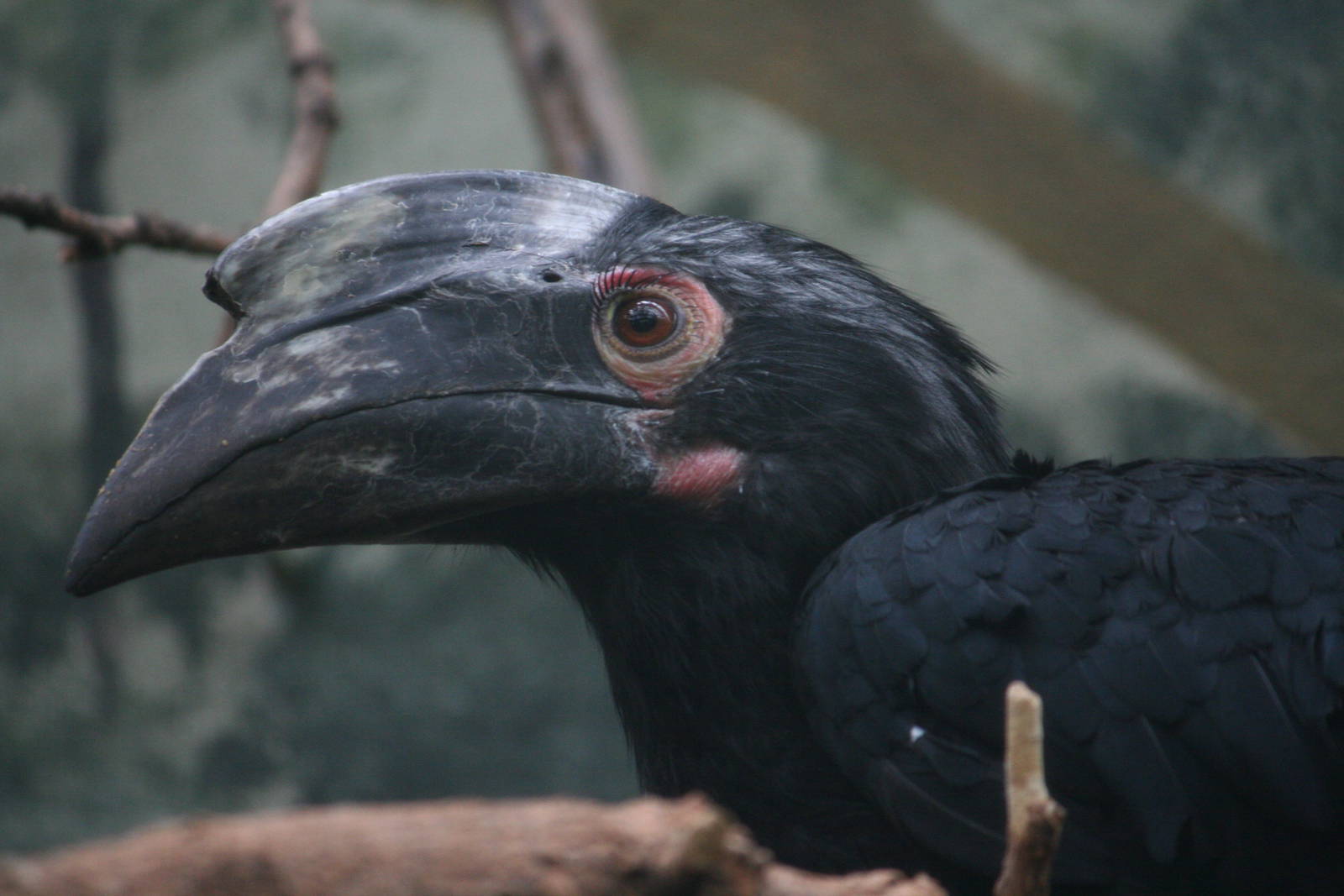 Black hornbill?