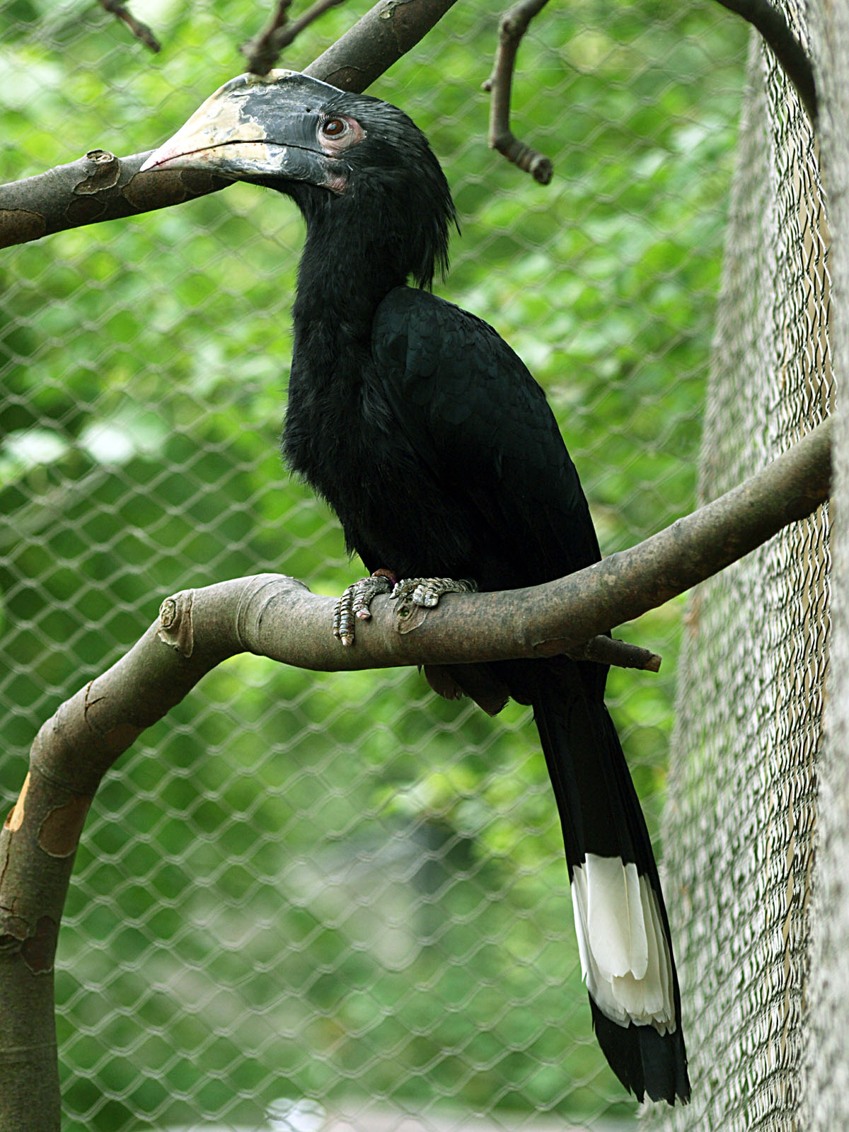 Black hornbill