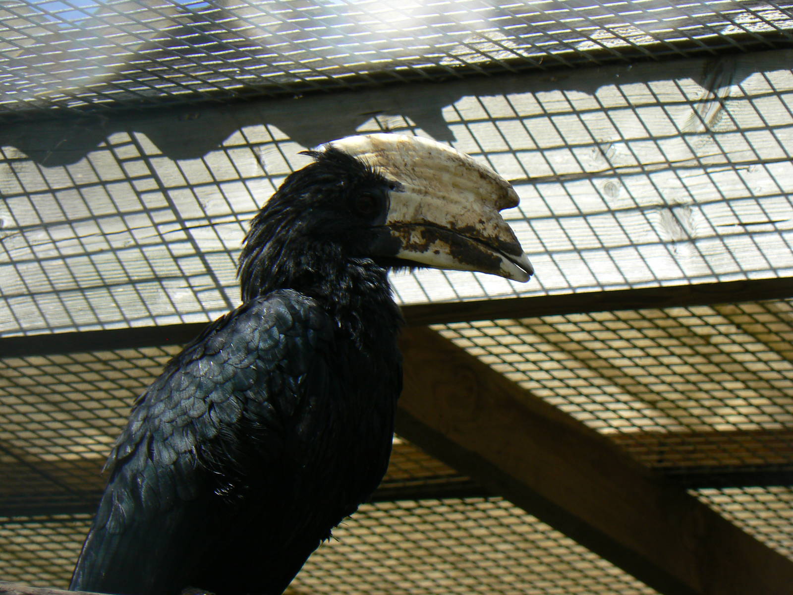 Black Hornbill