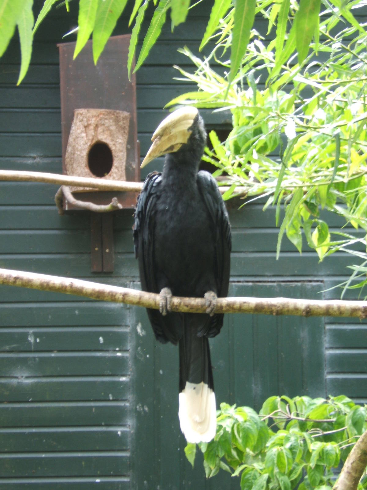 Black Hornbill