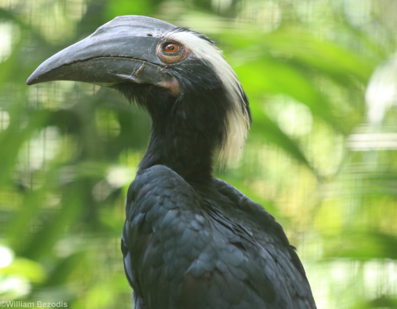 Black Hornbill