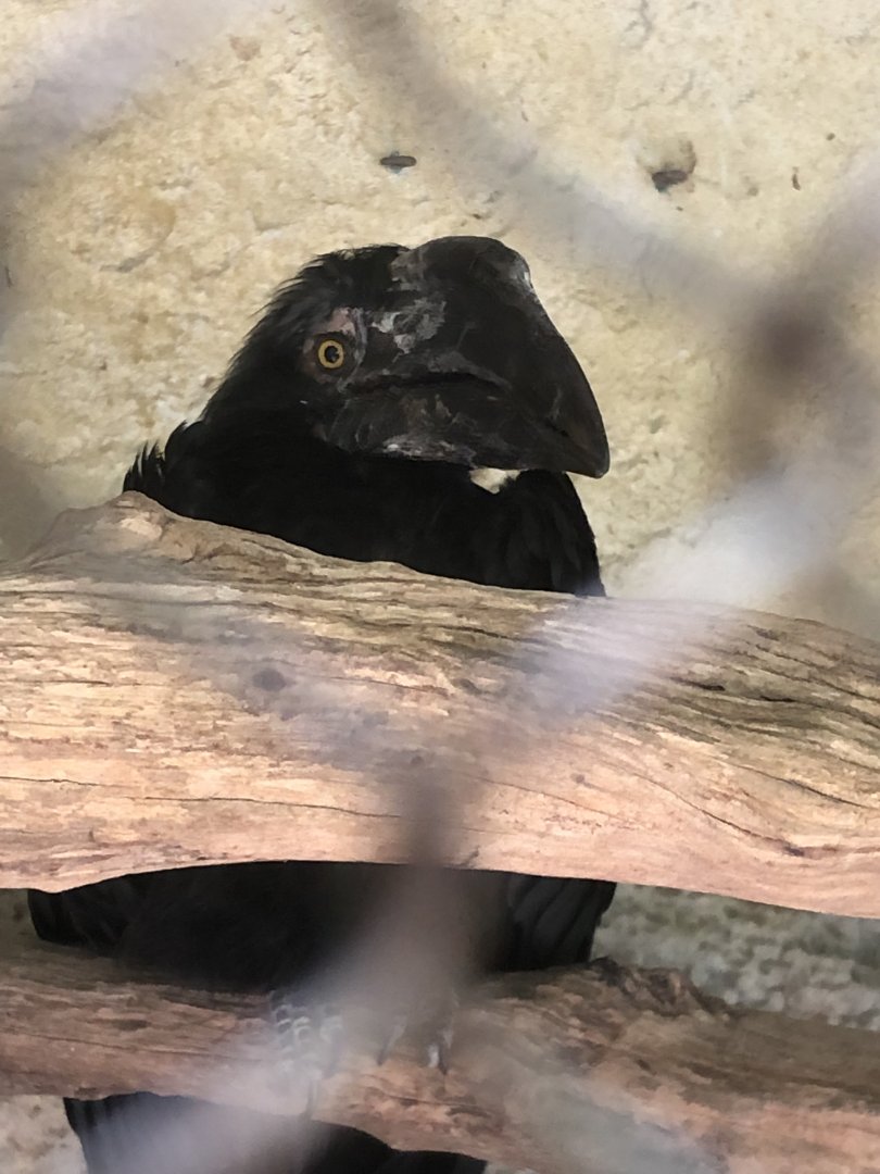 Black Hornbill