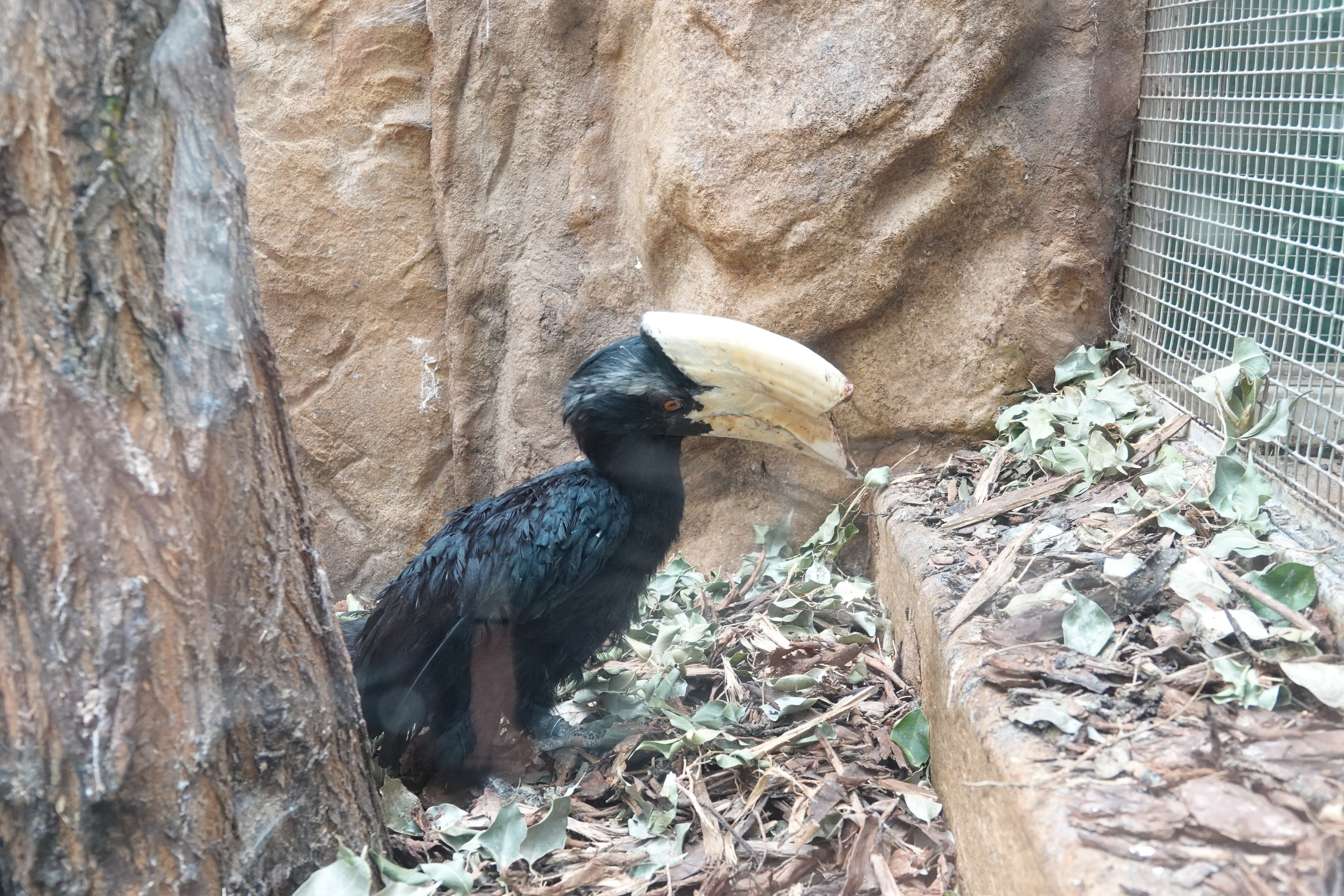 Black hornbill