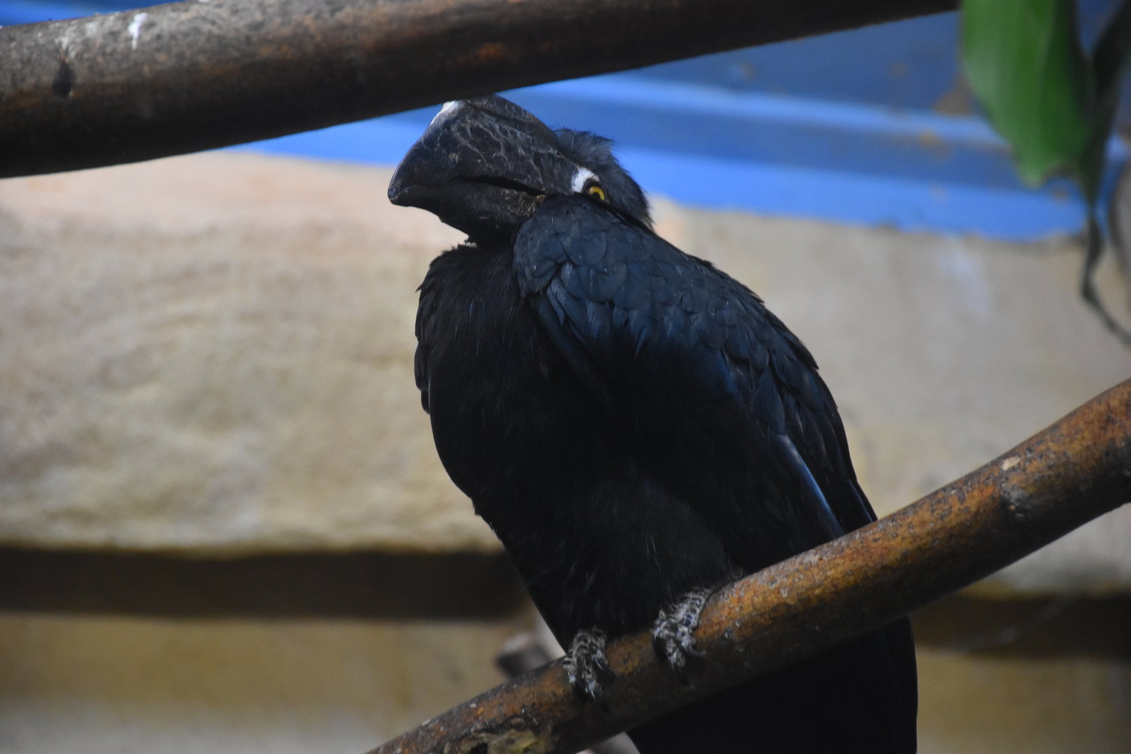 Black hornbill