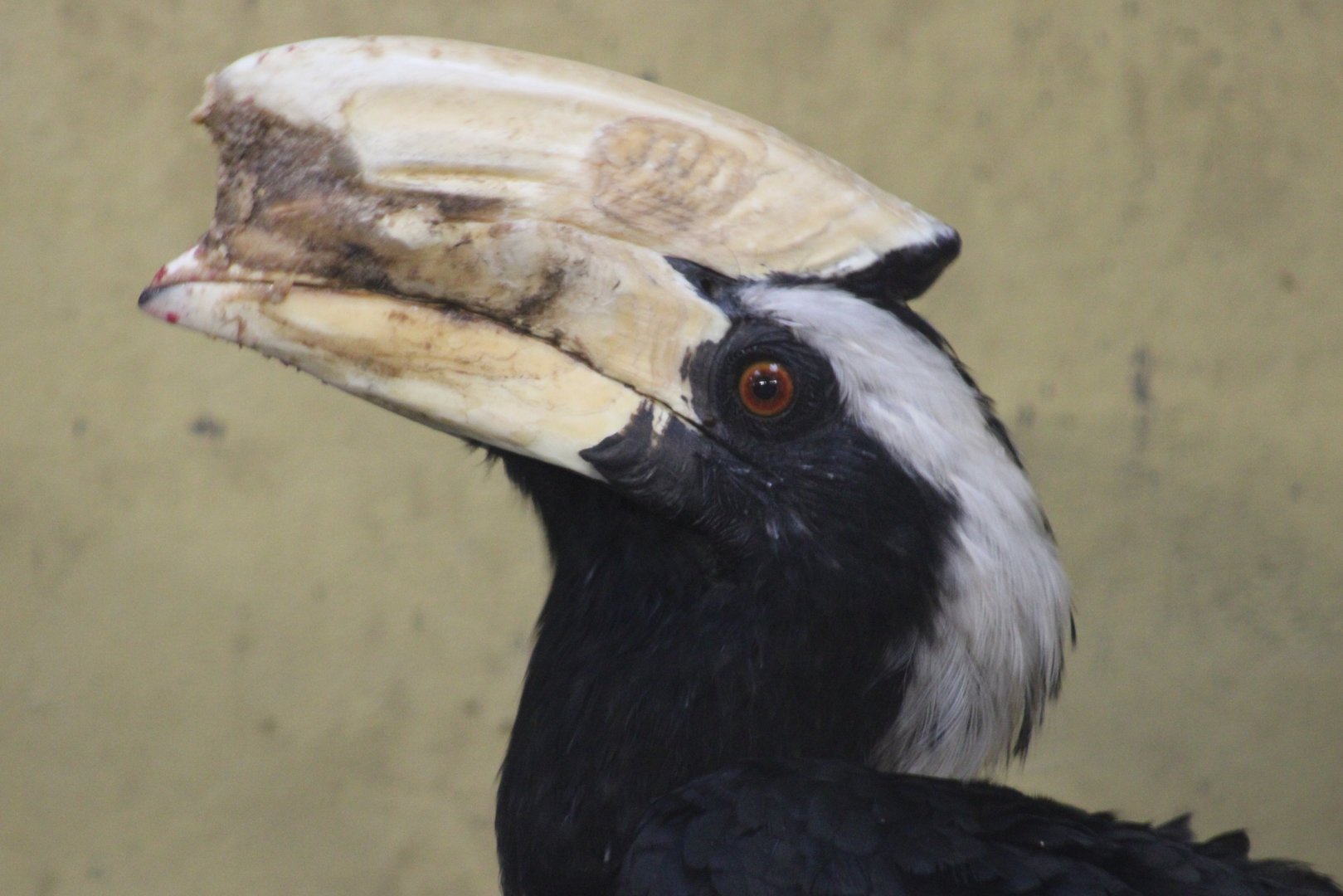 Black hornbill