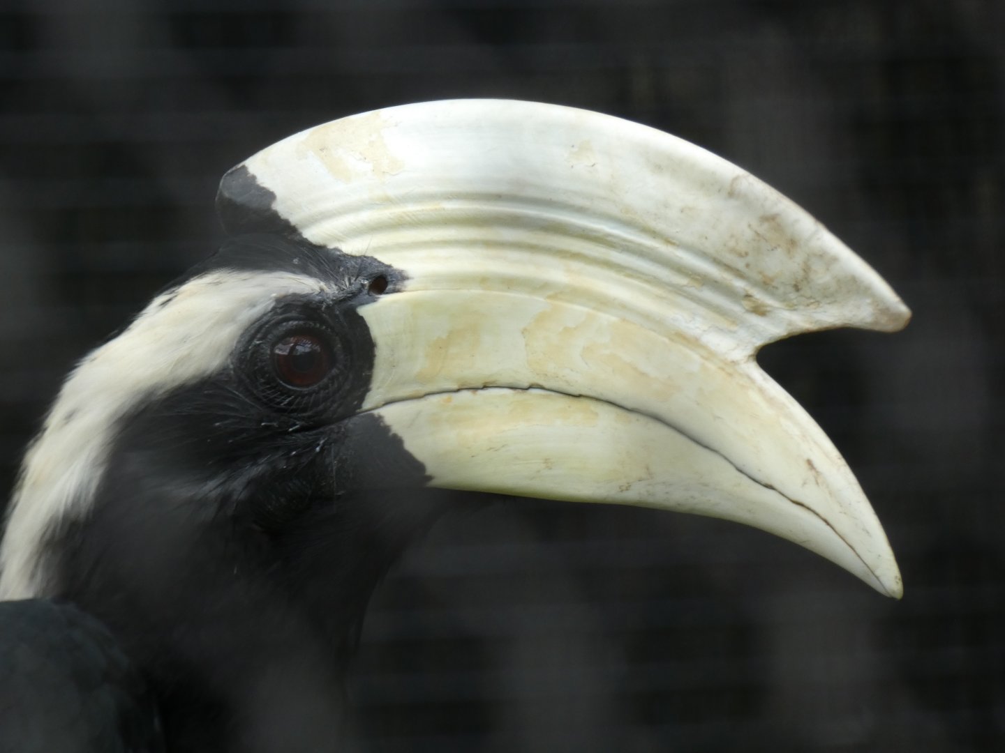 Black hornbill