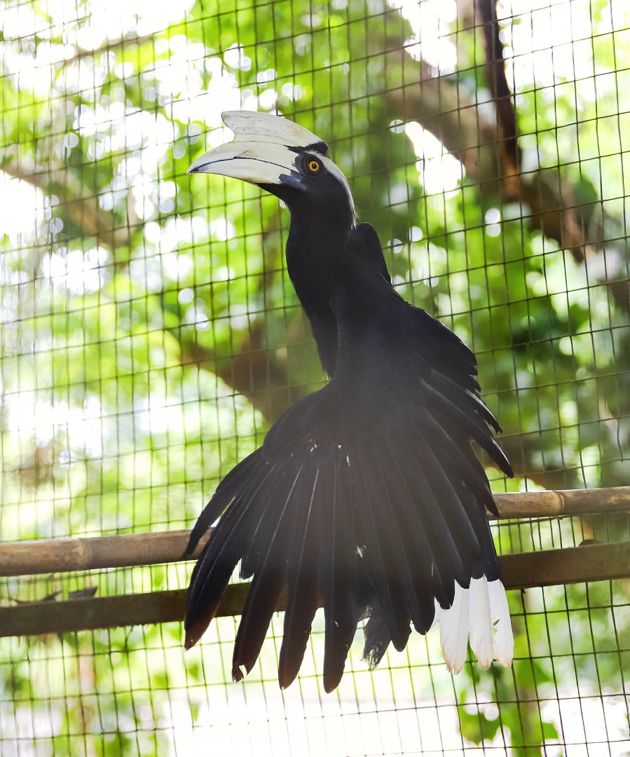 Black hornbill