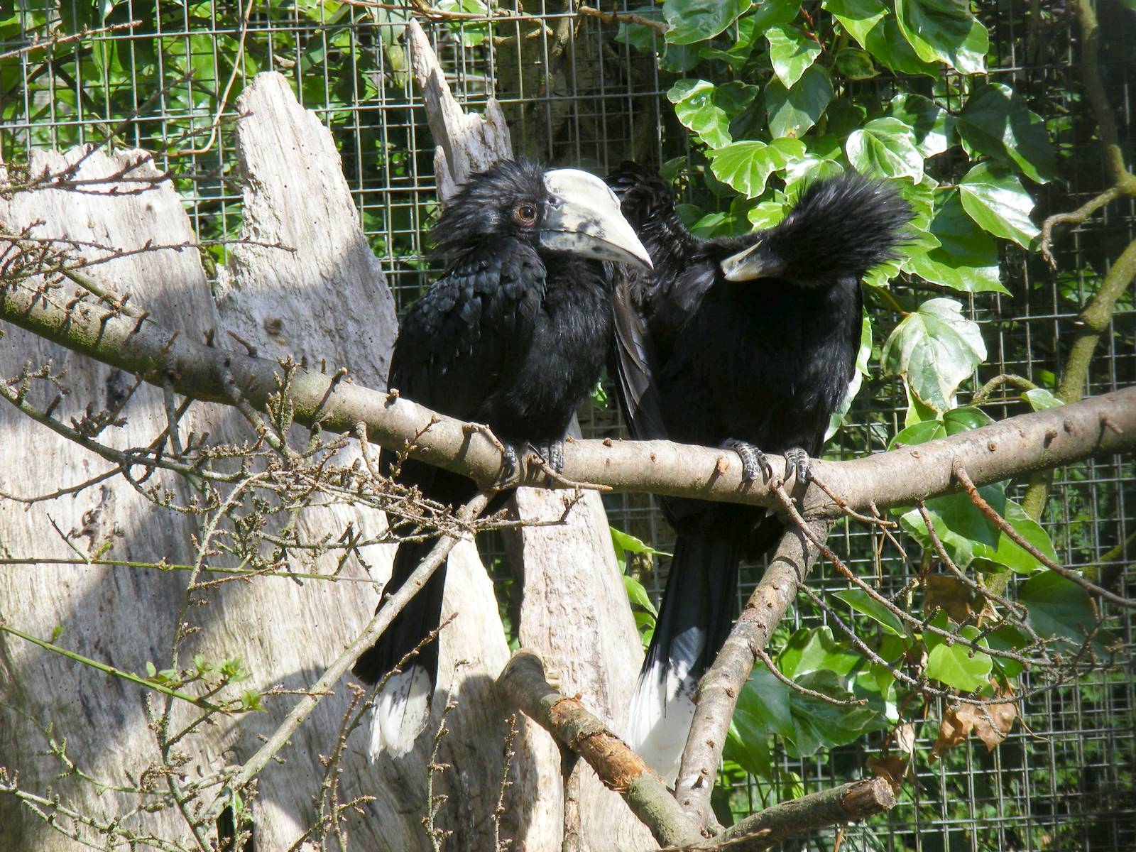 Black hornbills at Birdworld, 20 June 2010