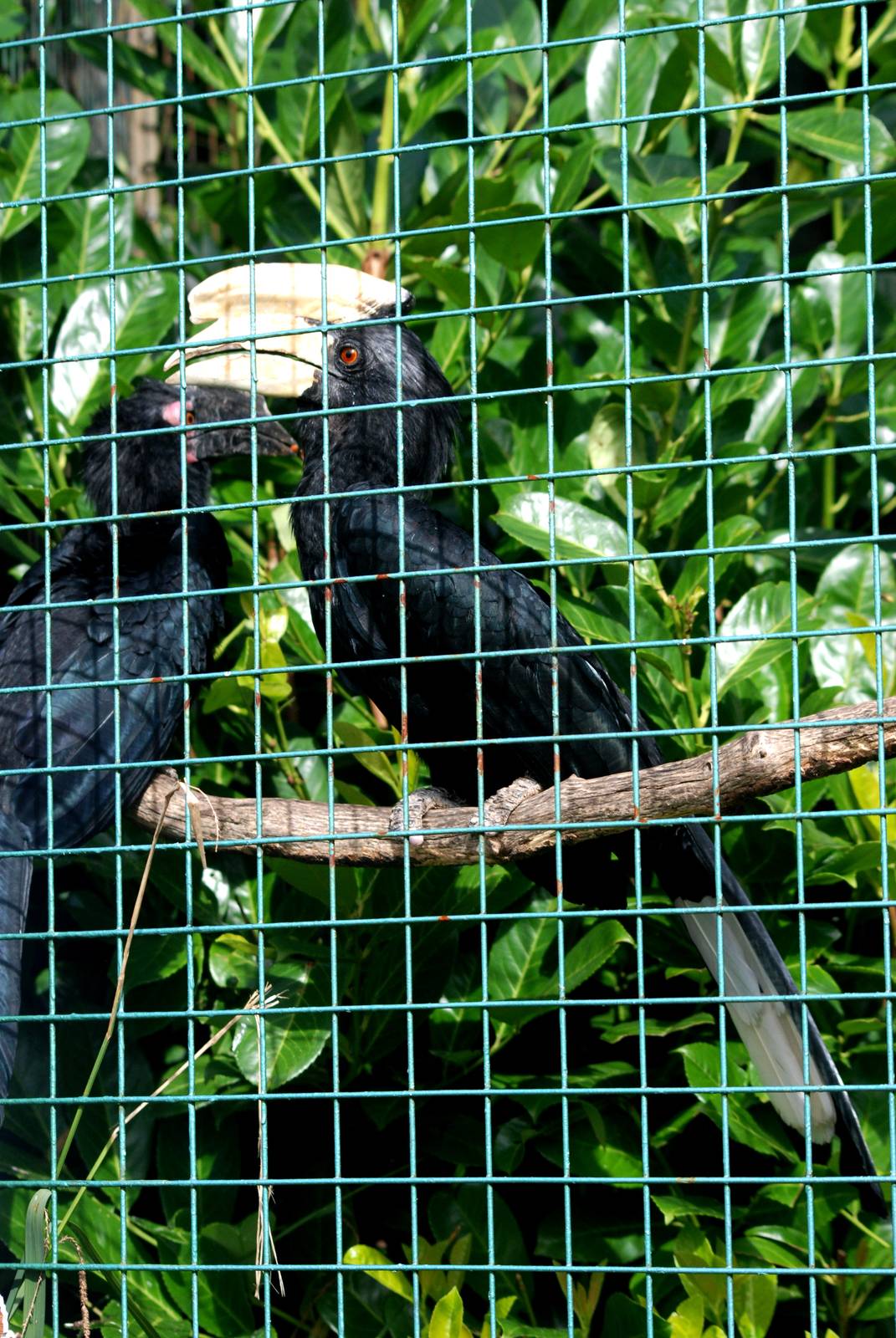 Black Hornbills at Paradise WP, 01/09/13