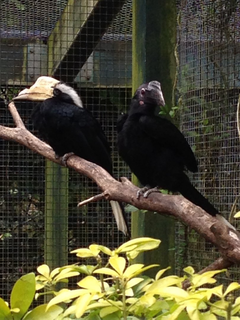 Black Hornbills
