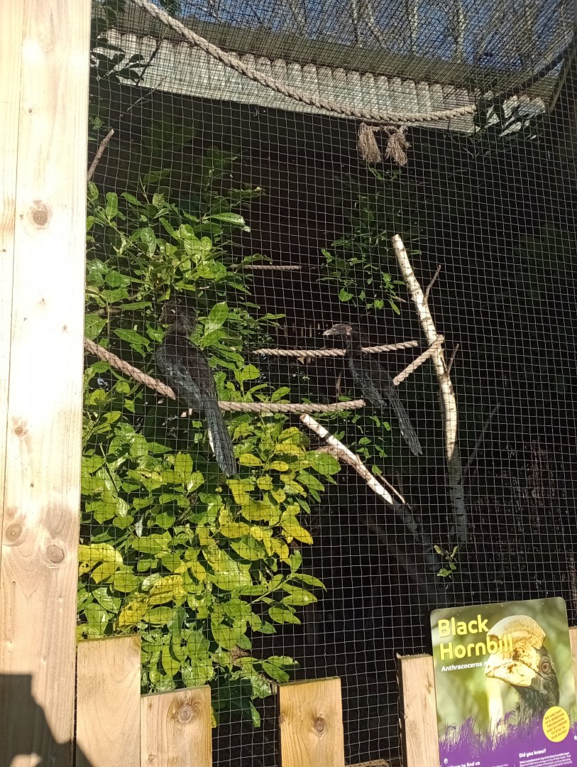 Black hornbills