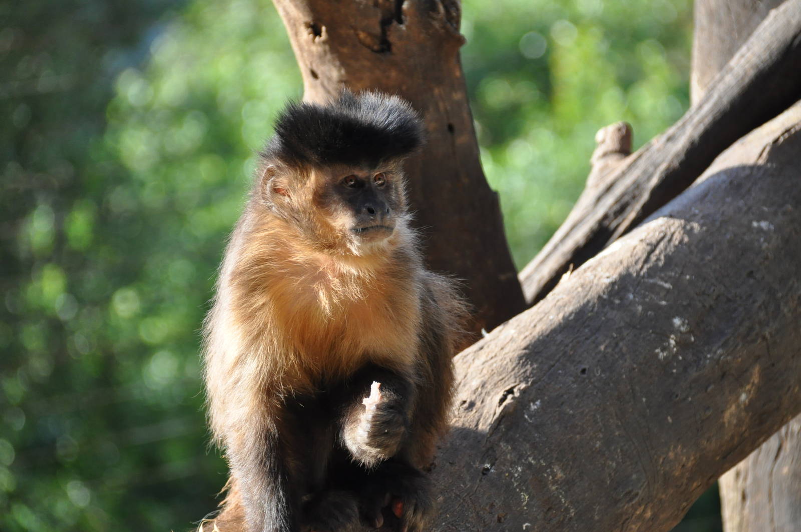 Black-horned capuchin/ Cebus nigritus